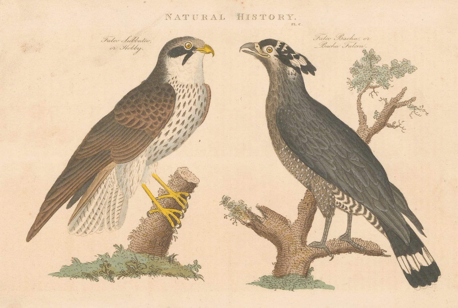 John Good, Eagle and Hobby, 1813