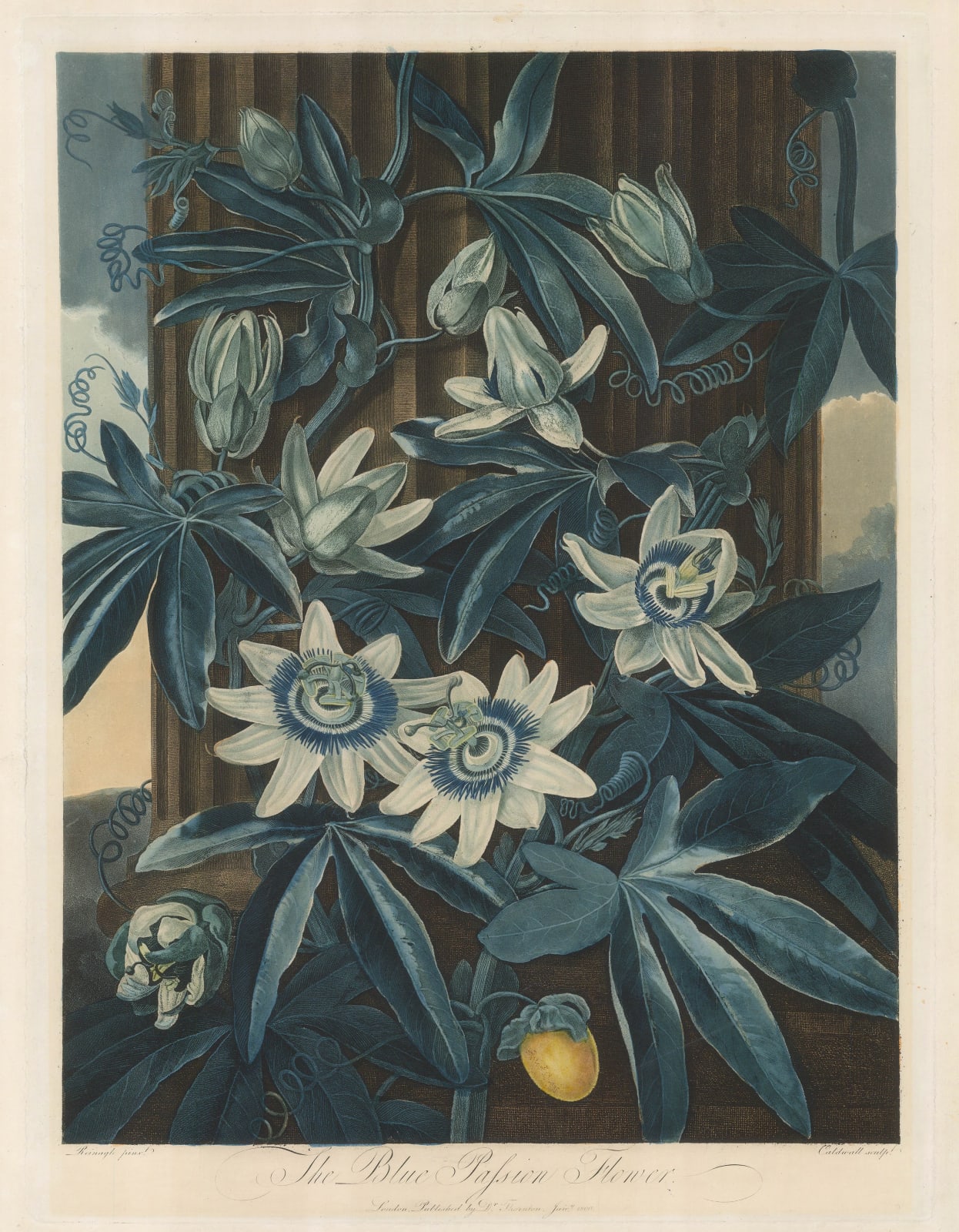 Dr. Robert Thornton, Passion Flower - Blue Passion Flower, 1800