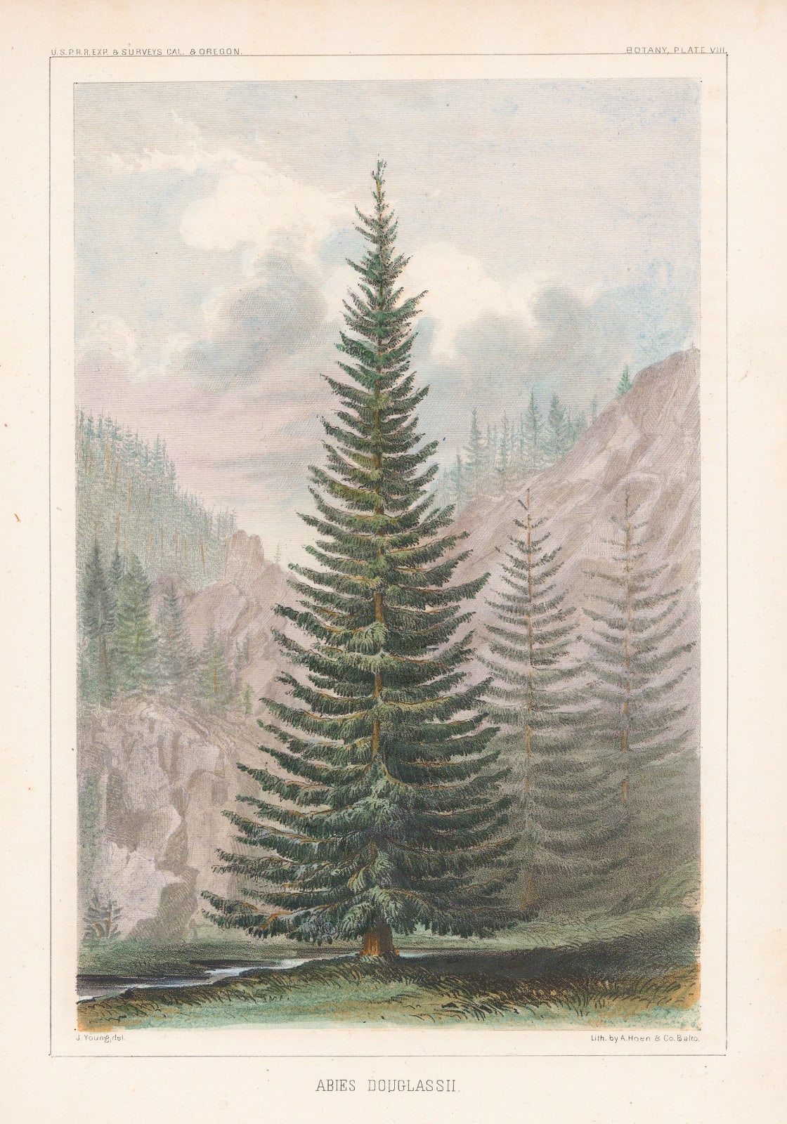 United States Pacific Railroad Expeditions (USPRR), Douglas Fir, 1857