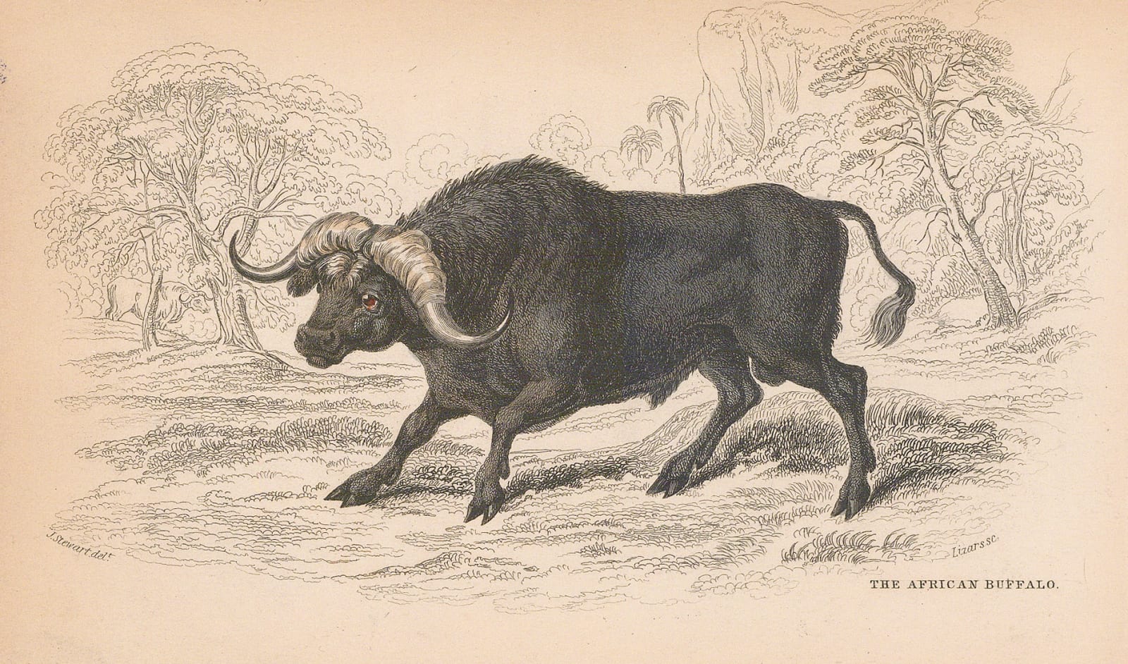 Sir William Jardine, Buffalo - African Buffalo, 1843