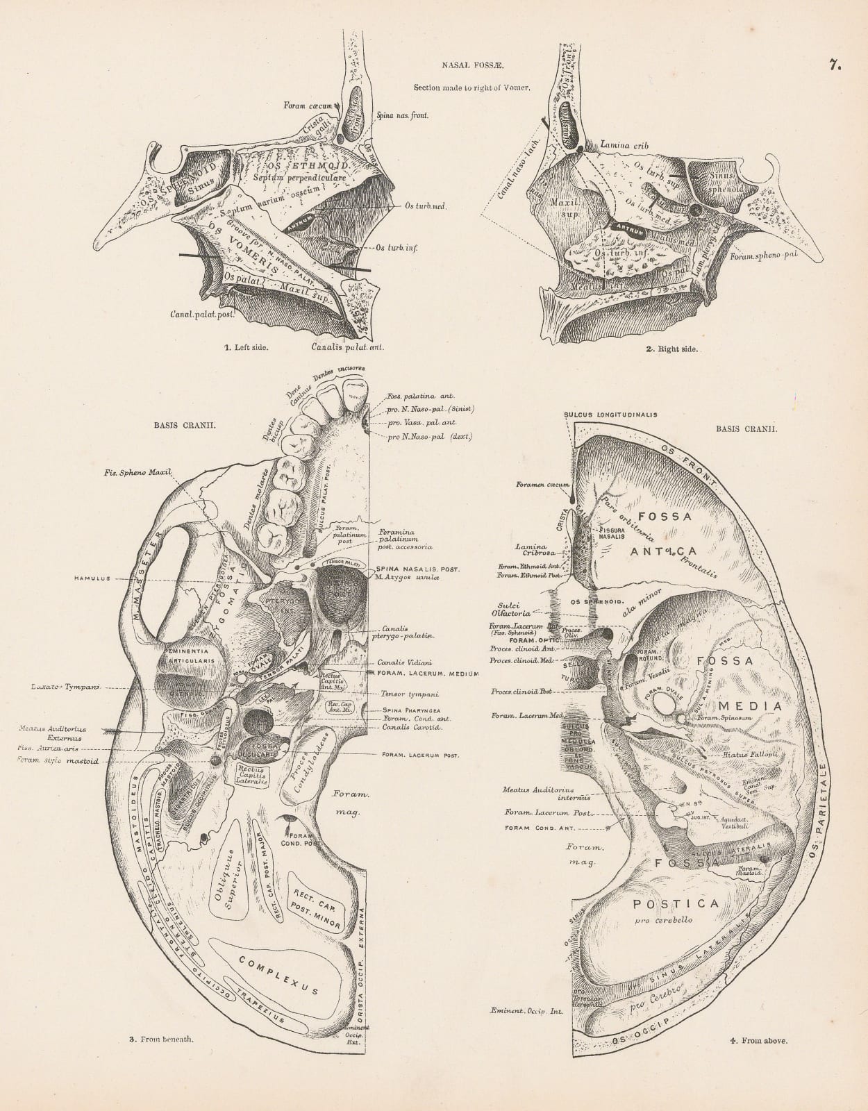 Smith, Elder & Co., Anatomy - Nose, Nasal cavity, 1880