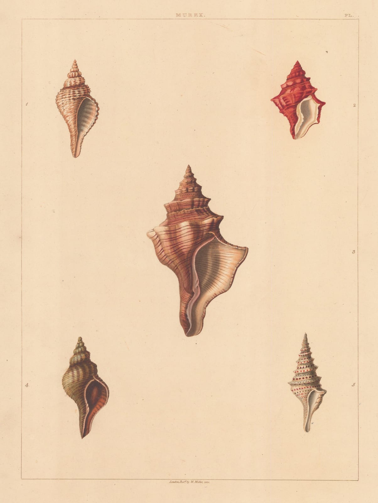 George Perry, Shells - Univalves, 1810