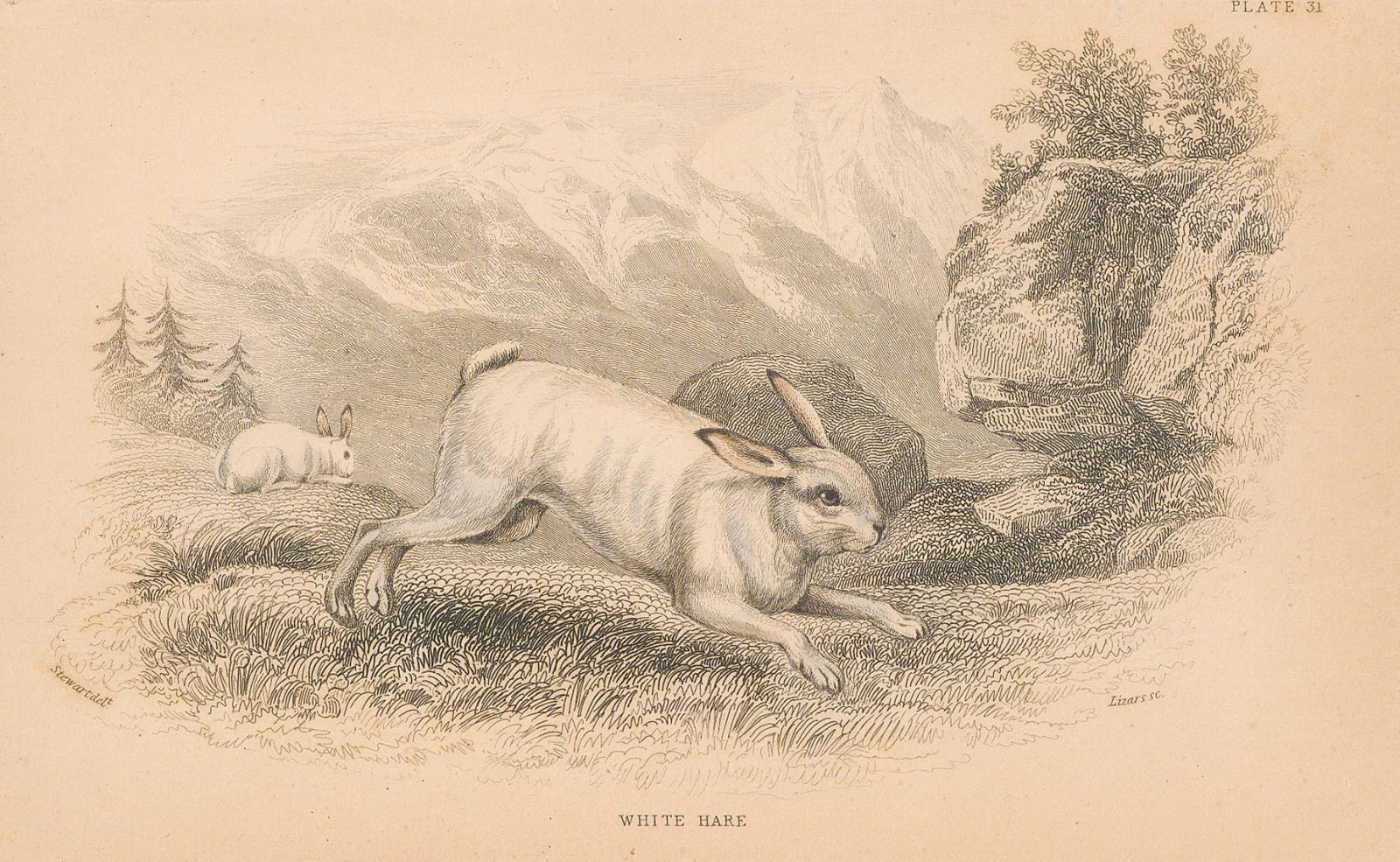 Sir William Jardine, DUP of NATHISp9245 Hare - White hare, 1838