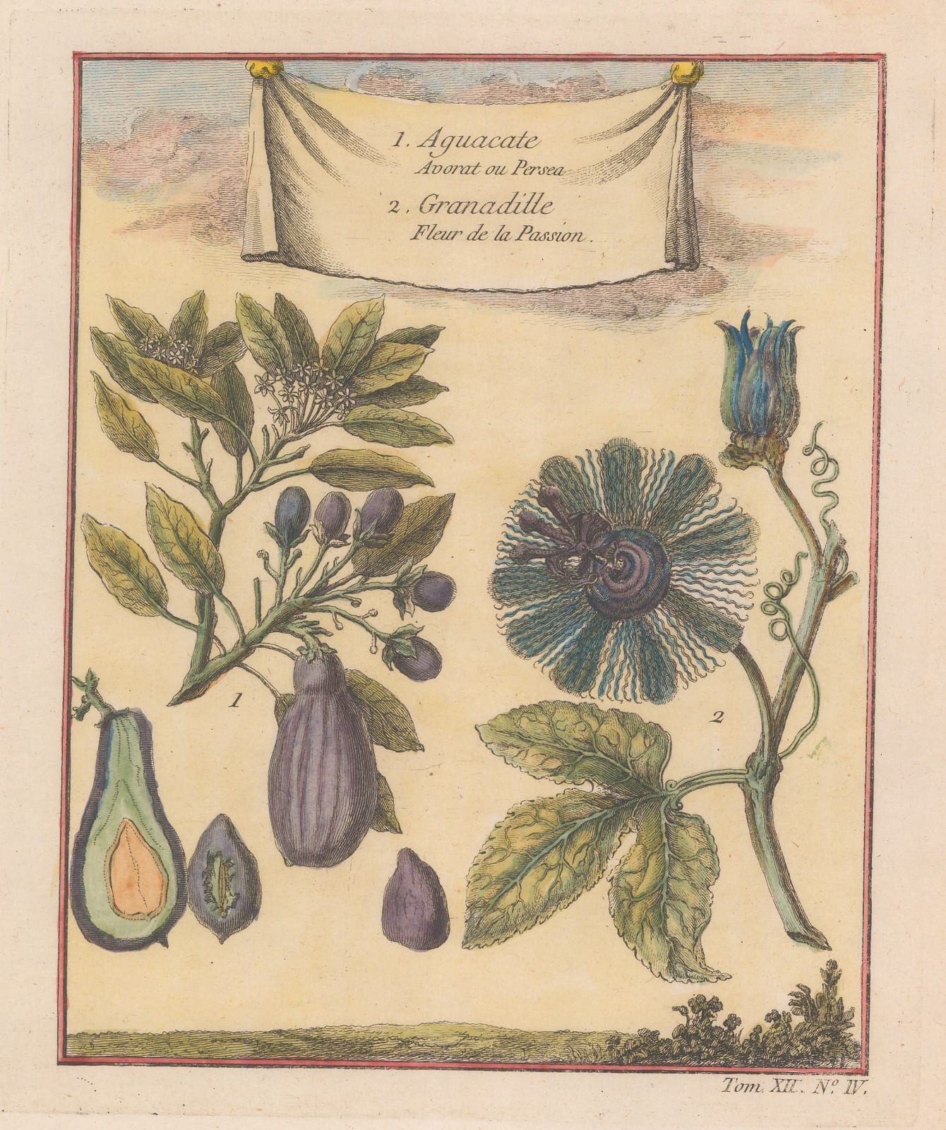 Nicholas Bellin, Avocado and Passionflower, 1754
