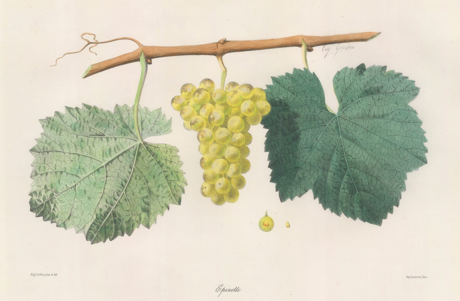 Eugene Grobon, Grapes - Wine Grapes, Epinette, 1857