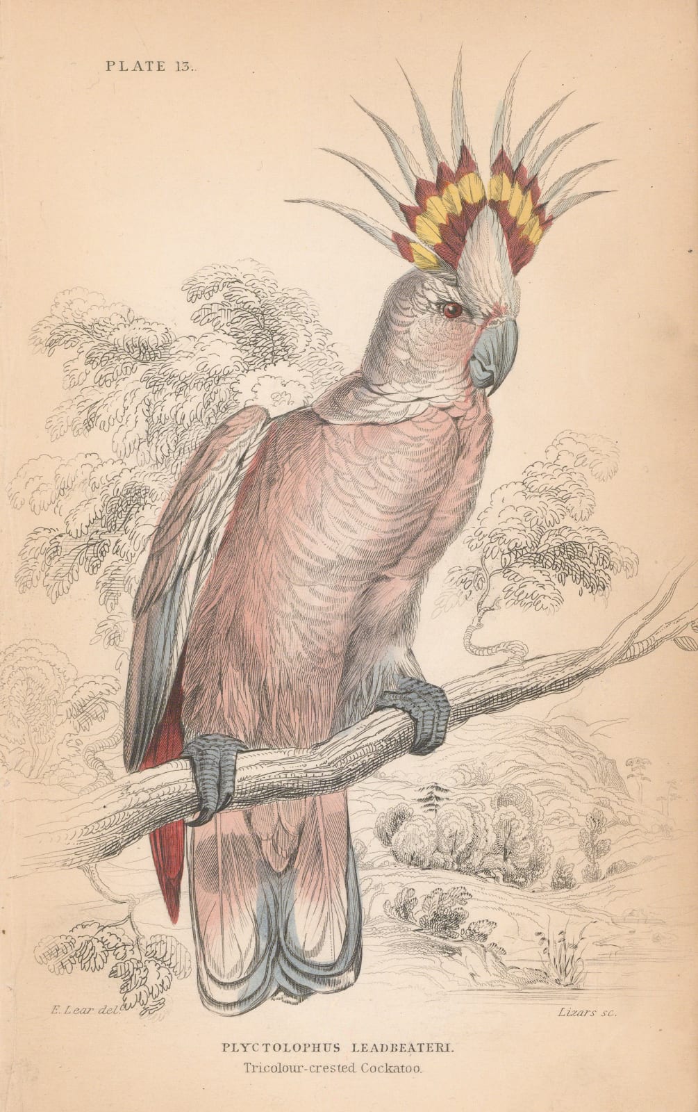 Sir William Jardine, Cockatoo - Pink cockatoo, 1866