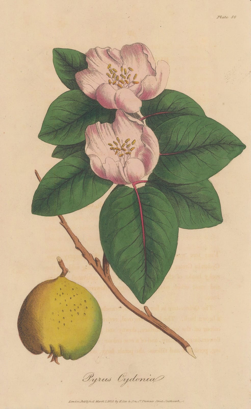 E. Cox & Son, Quince, 1821
