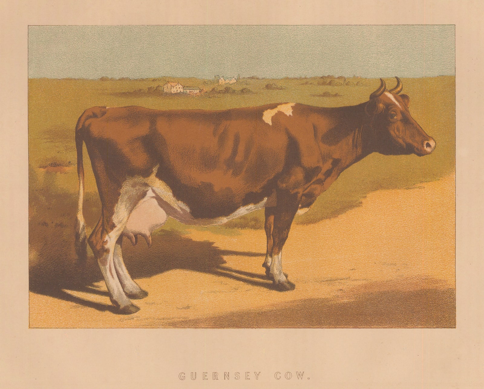 William Mackenzie, Cattle - Guernsey Cow, 1887 c.