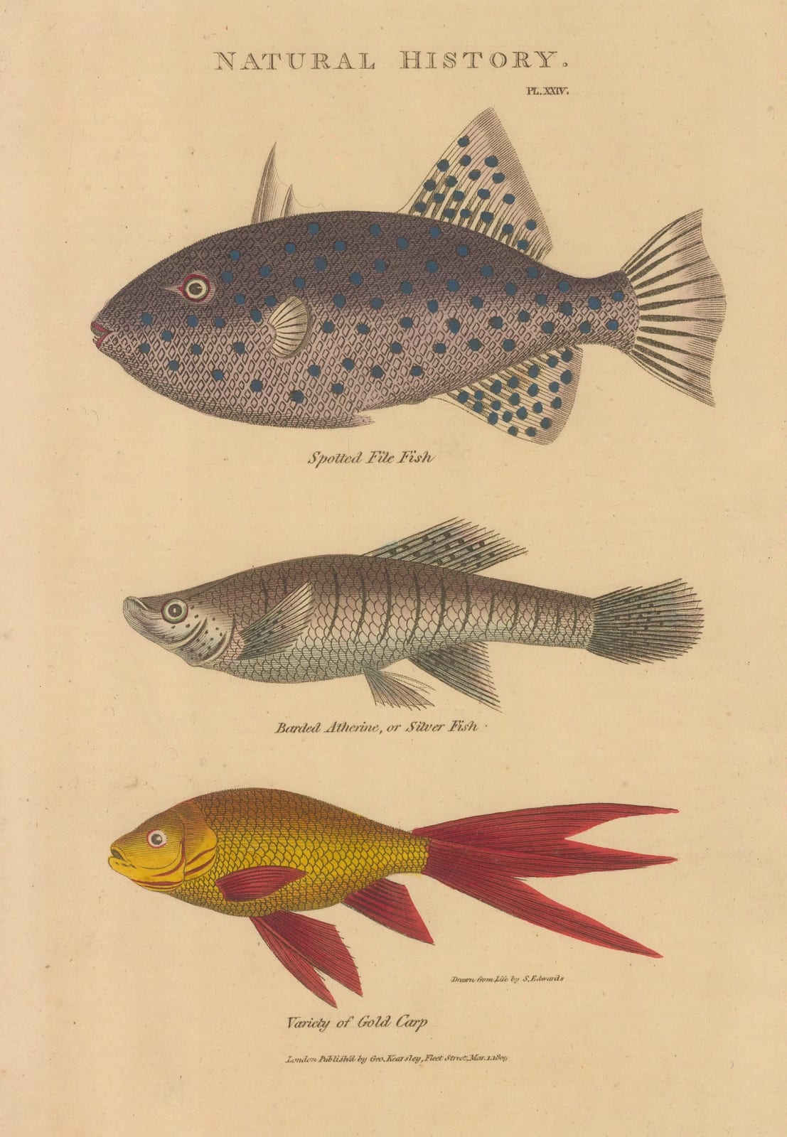 John Good, File Fish, Artherine and Carp, 1813