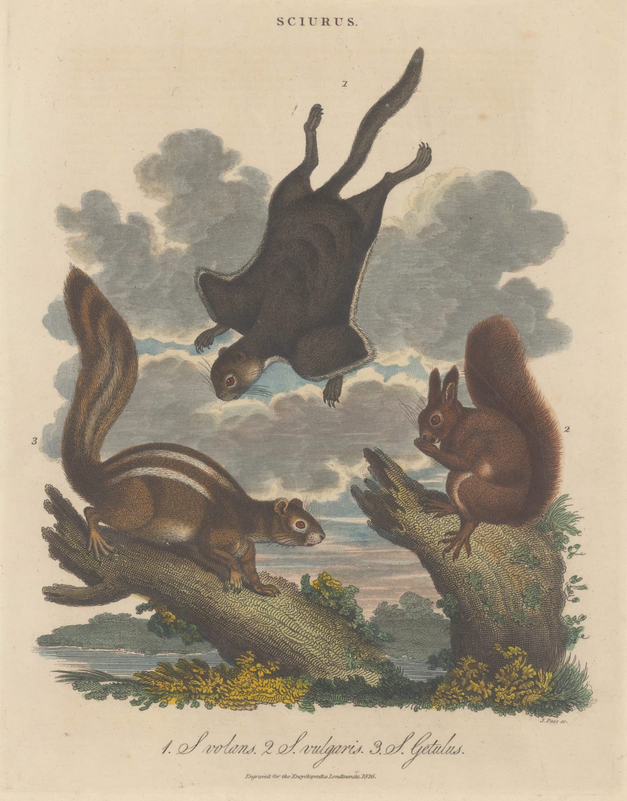 John Wilkes, Squirrels (Sciurus), 1817