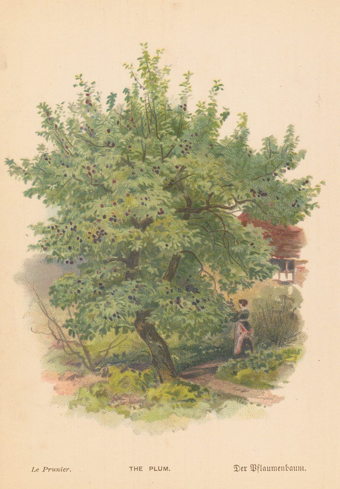 George Boulger, Plum Tree, 1875