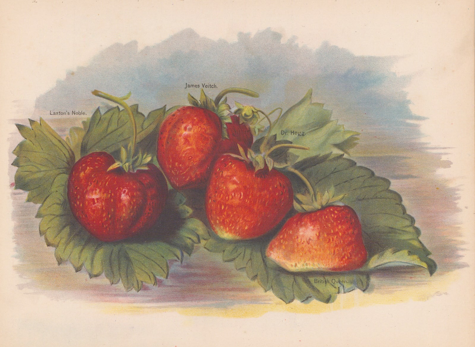 John Wright, Strawberries, 1891