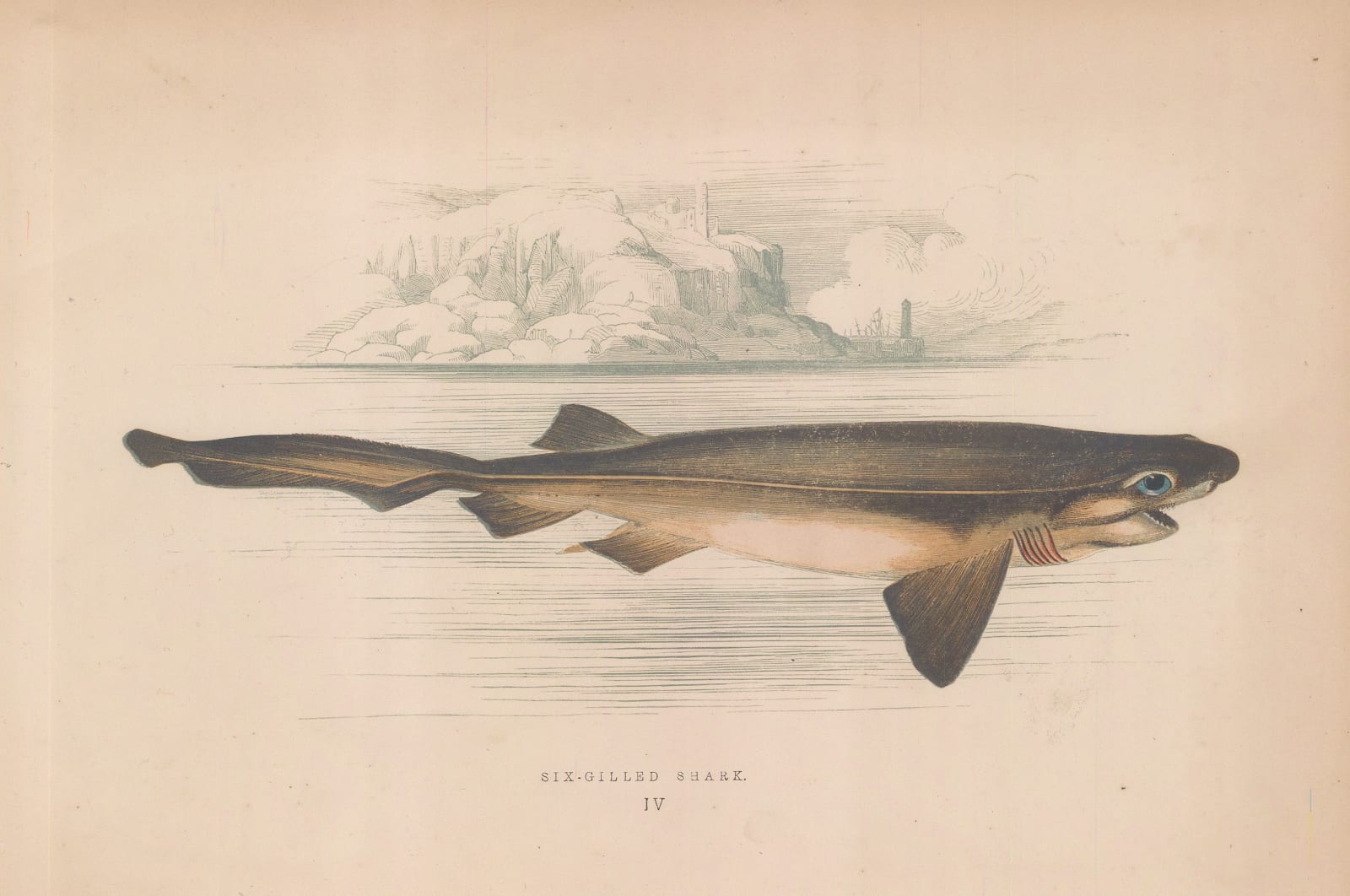 Jonathan Couch, Shark - Six-Gilled Shark, 1878