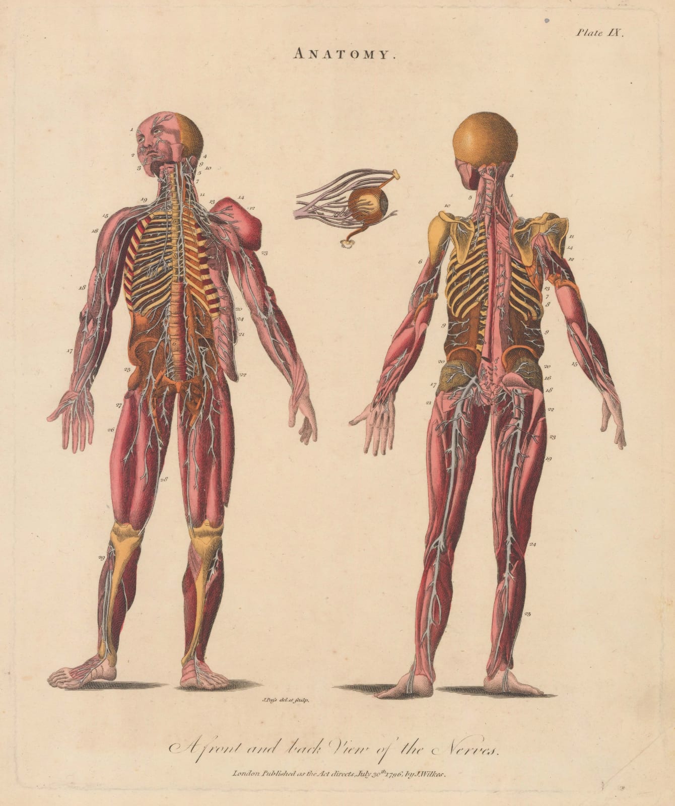 John Wilkes, Anatomy - Central Nervous System, 1829