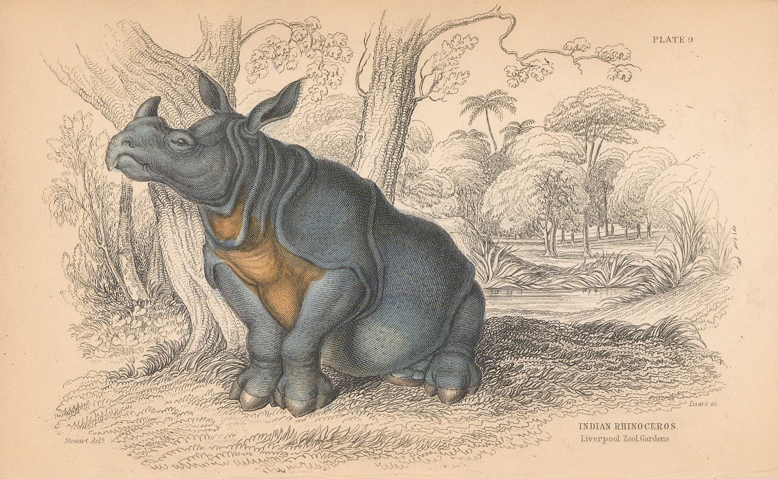 Sir William Jardine, Rhinoceros - Indian Rhinoceros, 1843