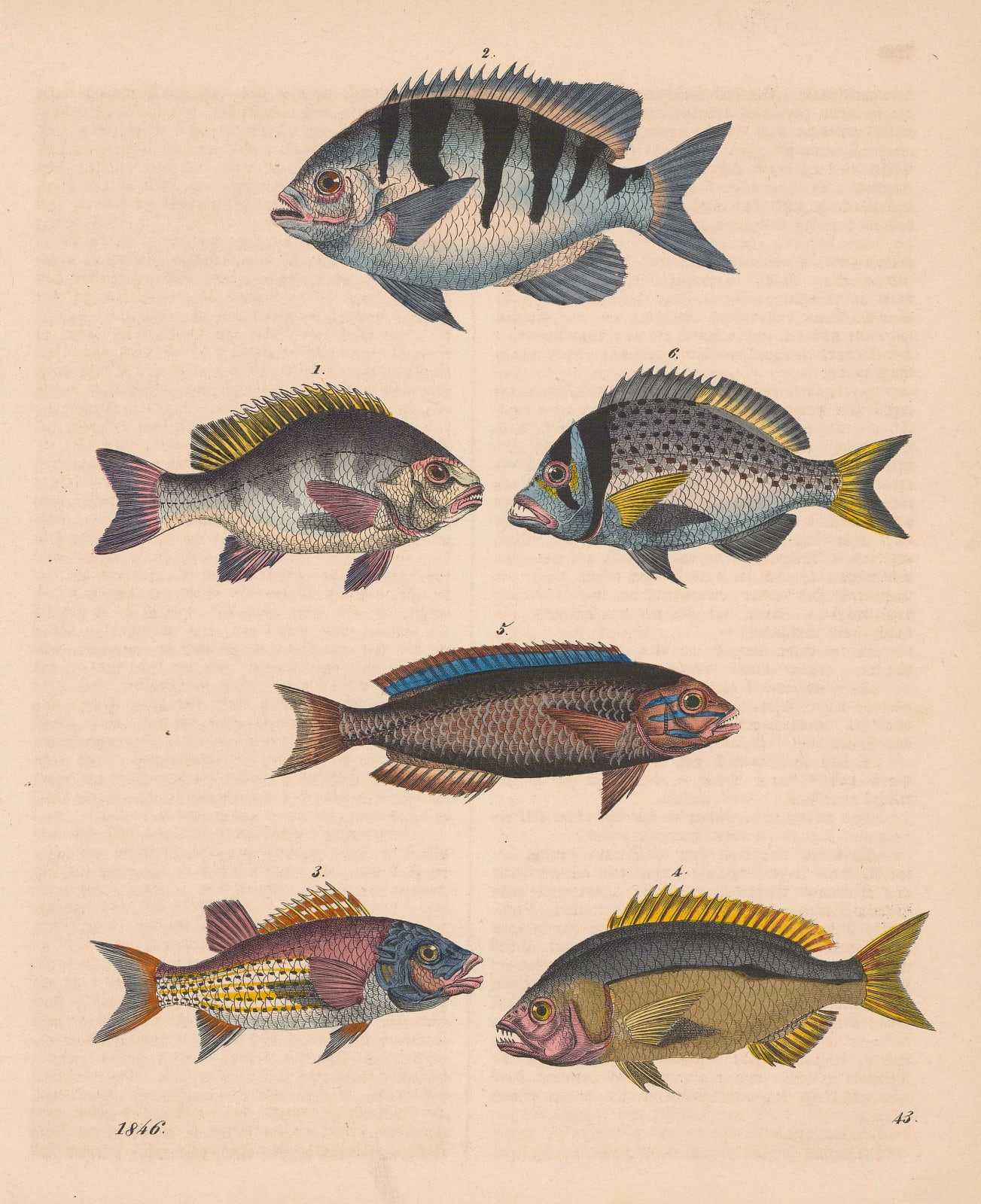 Carl Hoffmann, Wrasses, 1846
