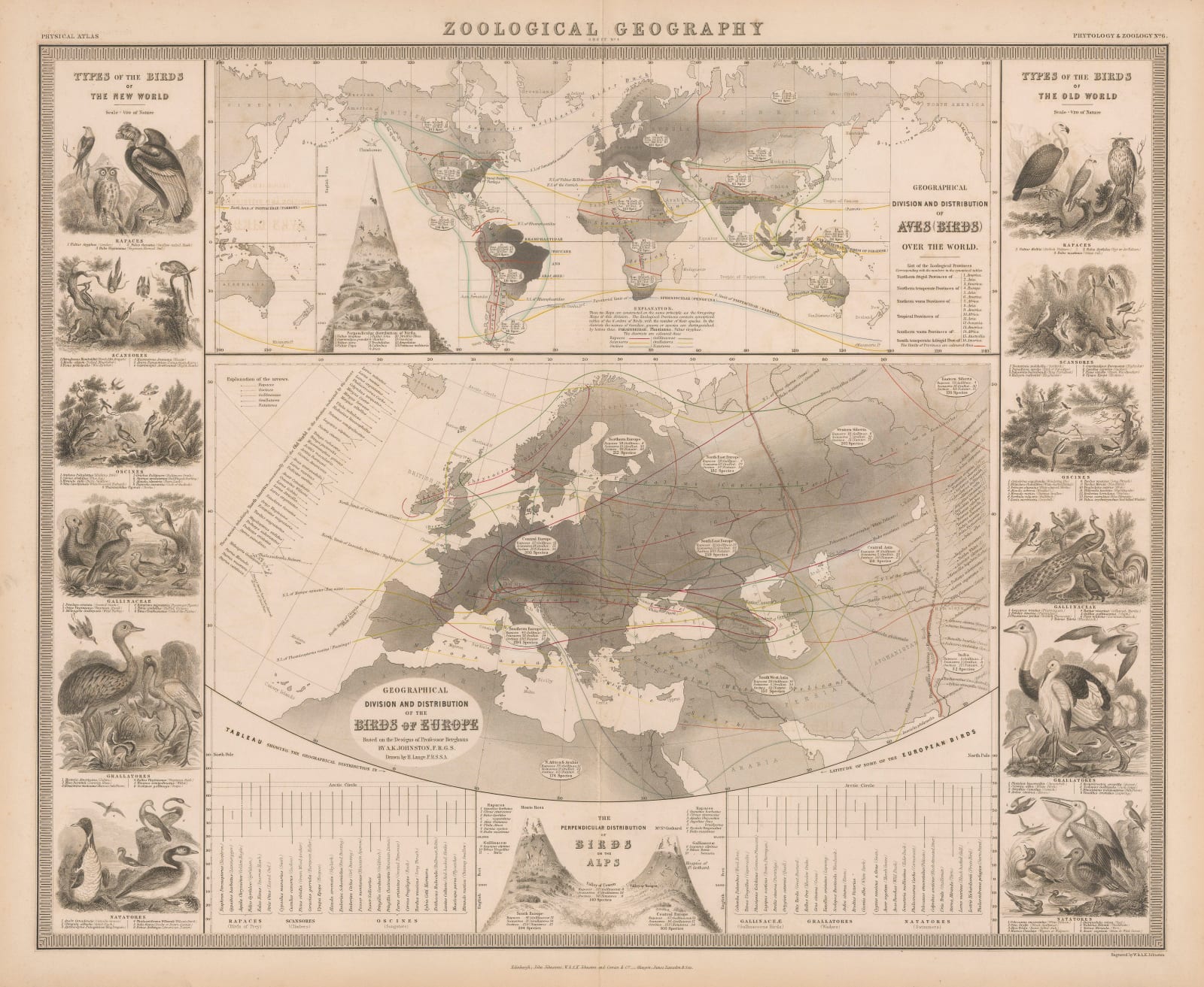 W. & A.K. Johnston, Zoological Geography - Birds, 1848