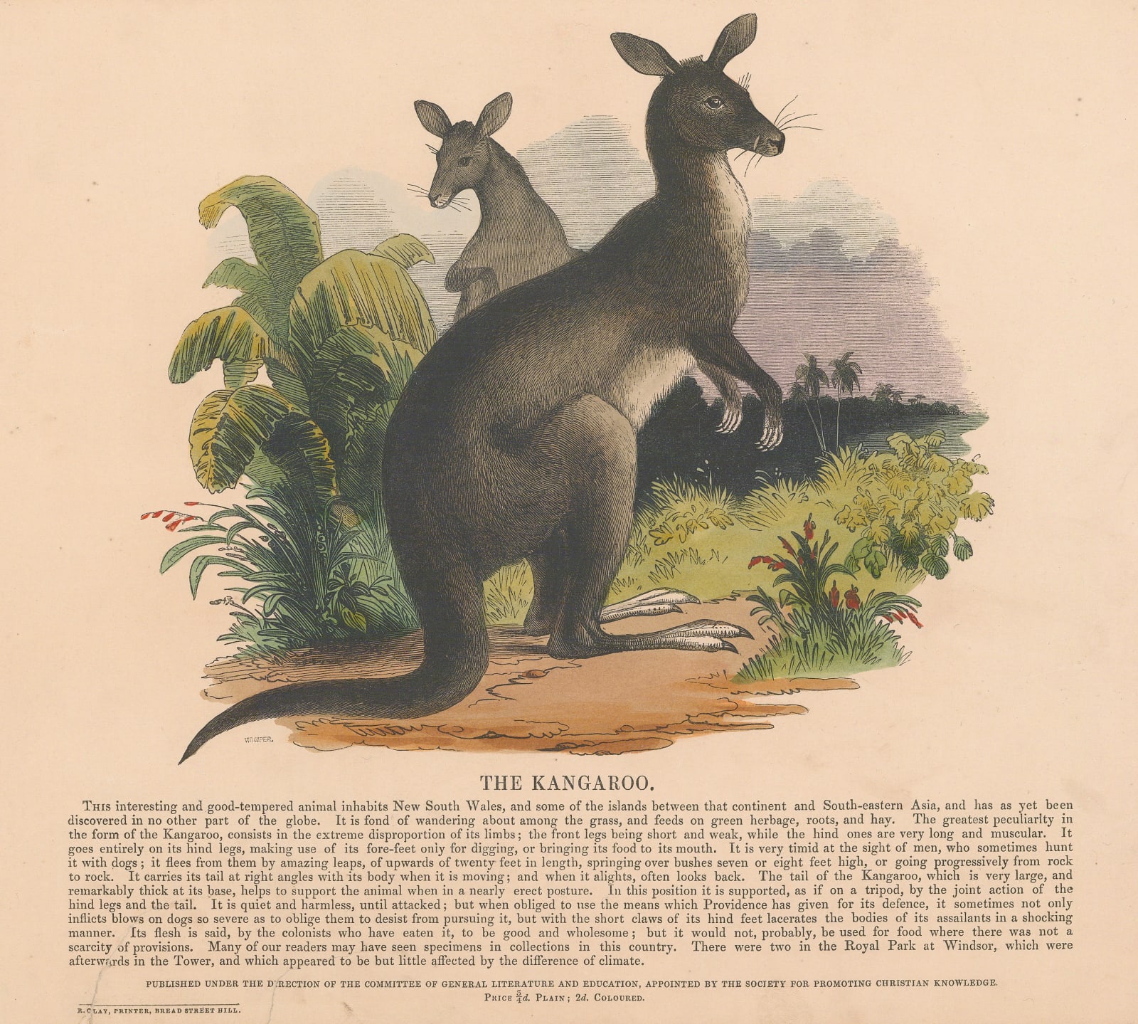 Society for Promoting Christian Knowledge (SPCK), Kangaroo, 1847