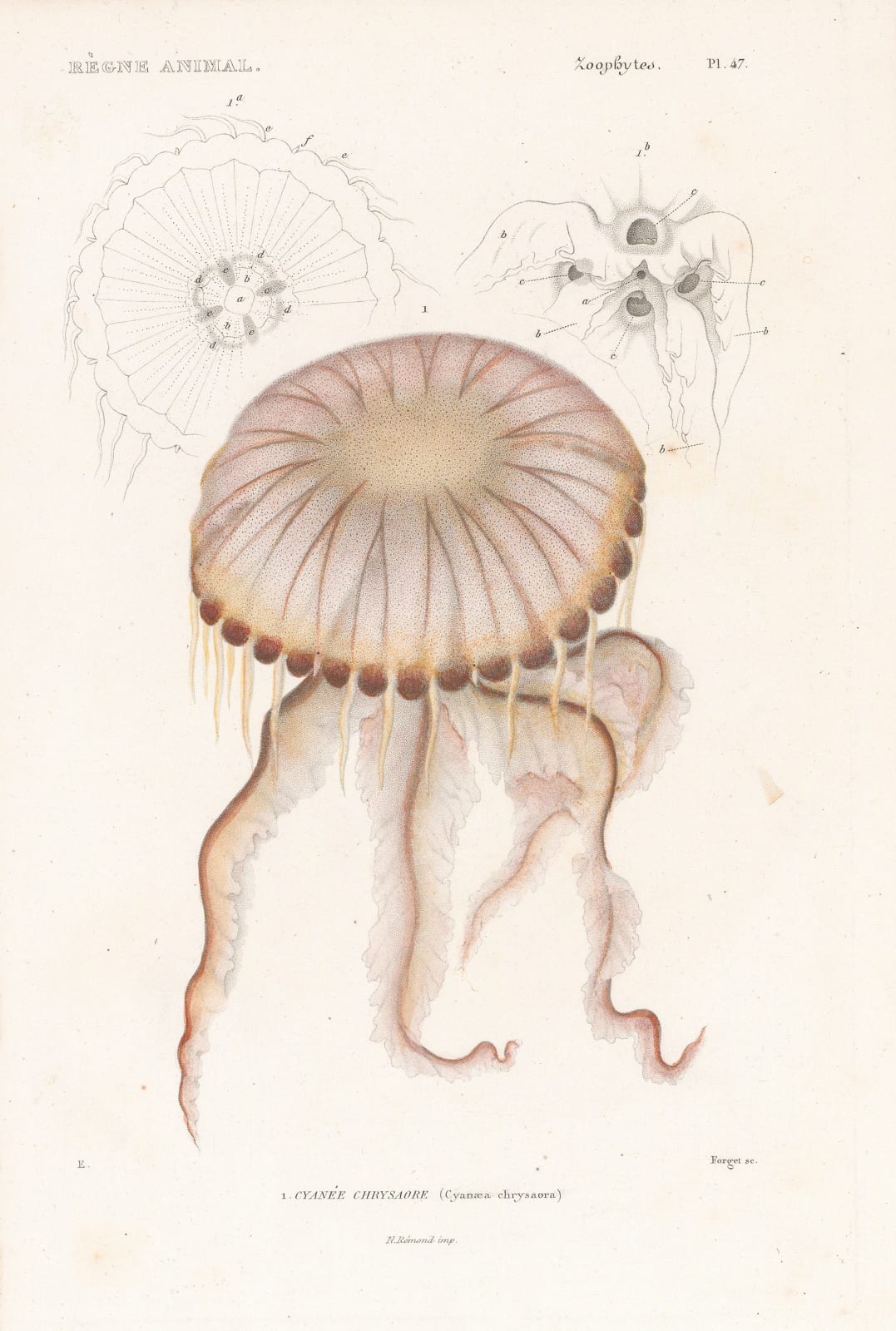 Baron Georges Cuvier, Jellyfish - Sea nettle, 1849