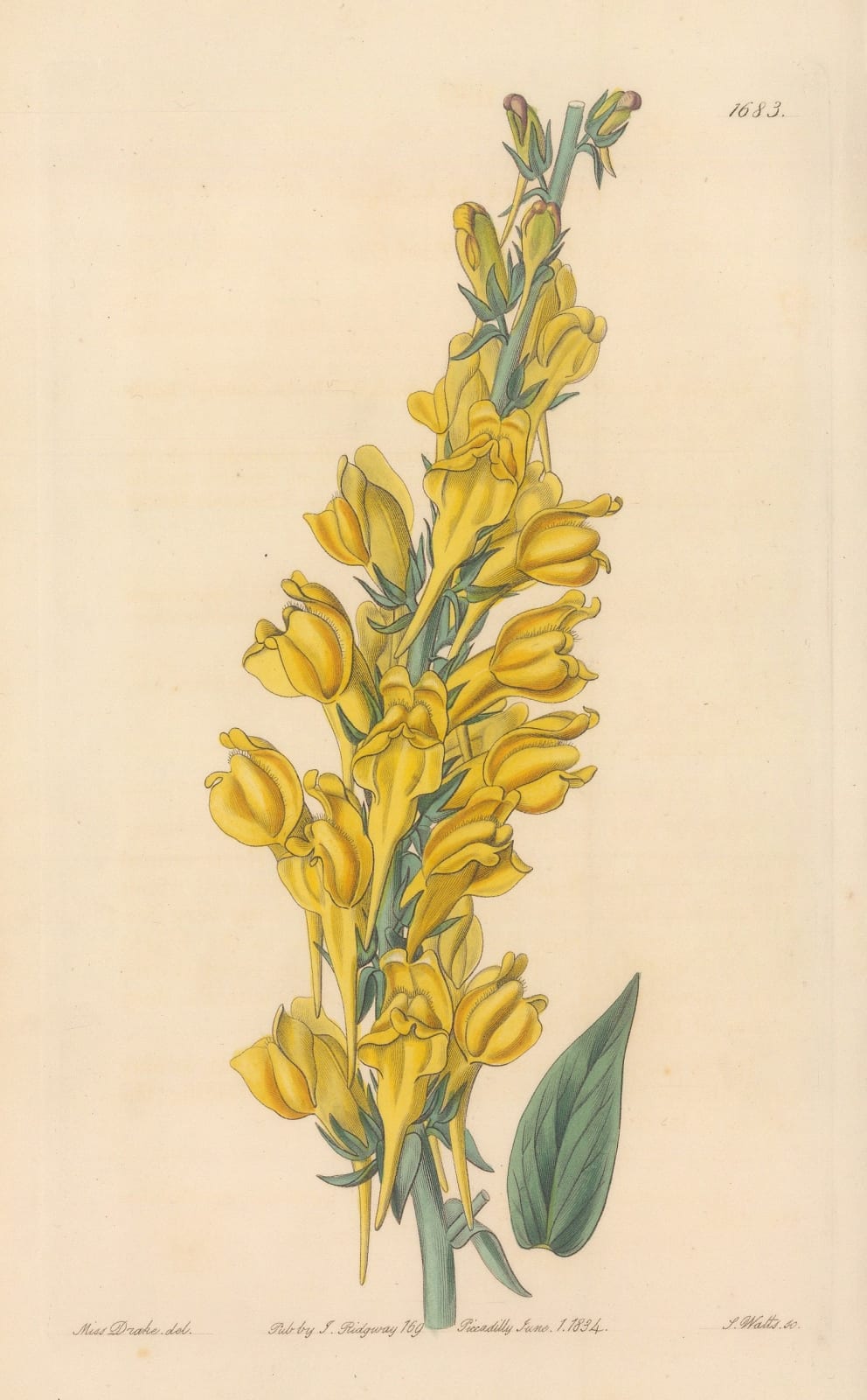 Botanical Register, Toadflax - Dalmatian Toadflax, 1834