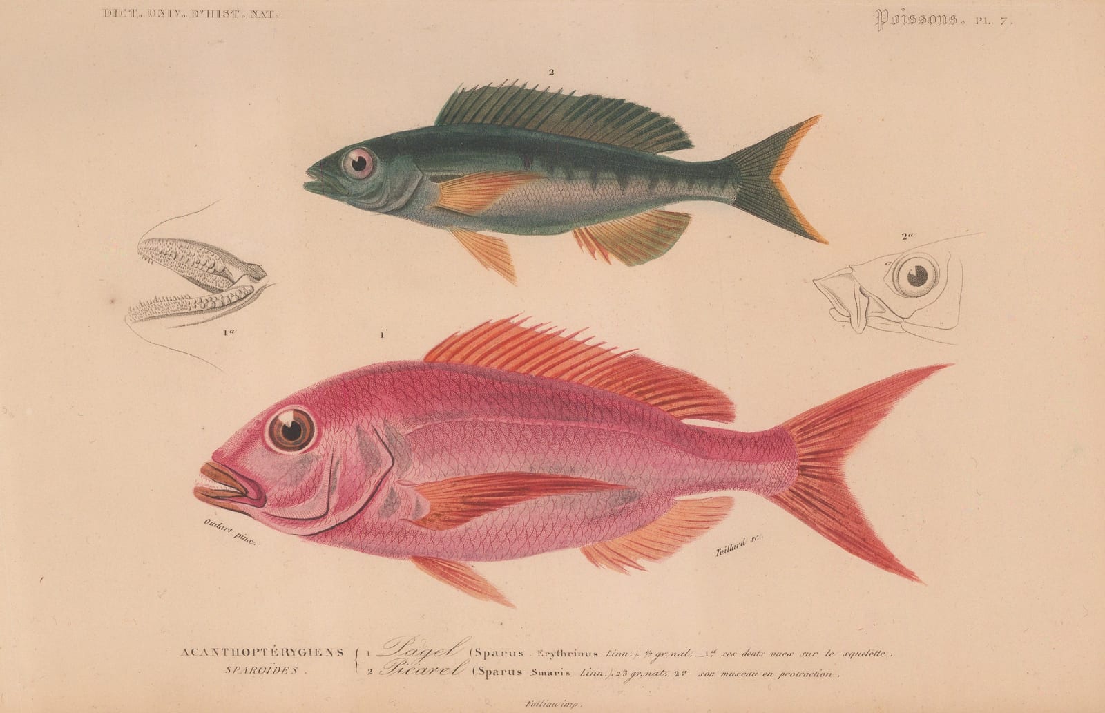 Charles d'Orbigny, Bream and Picarel, 1849