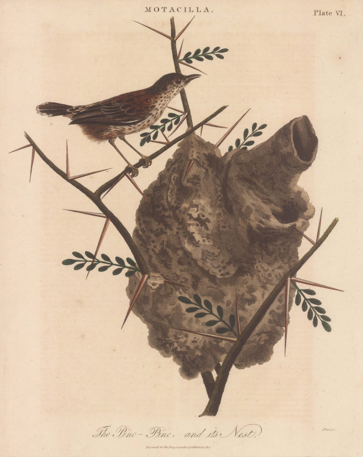 John Wilkes, Warbler - Pinc Pinc Grass Warbler, 1819