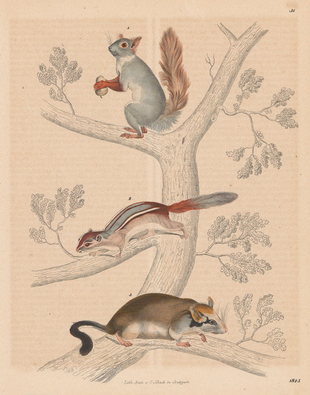 Carl Hoffmann, Red Squirrel, Chipmunk and Dormouse, 1843