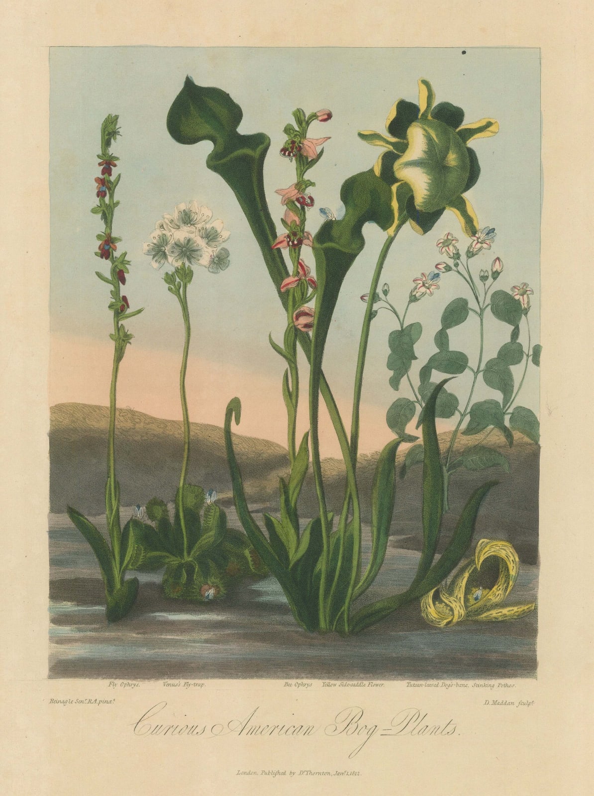 Dr. Robert Thornton, Bog Plants, 1812