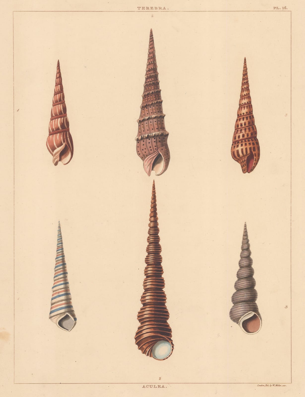 George Perry, Shells - Univalves, 1810