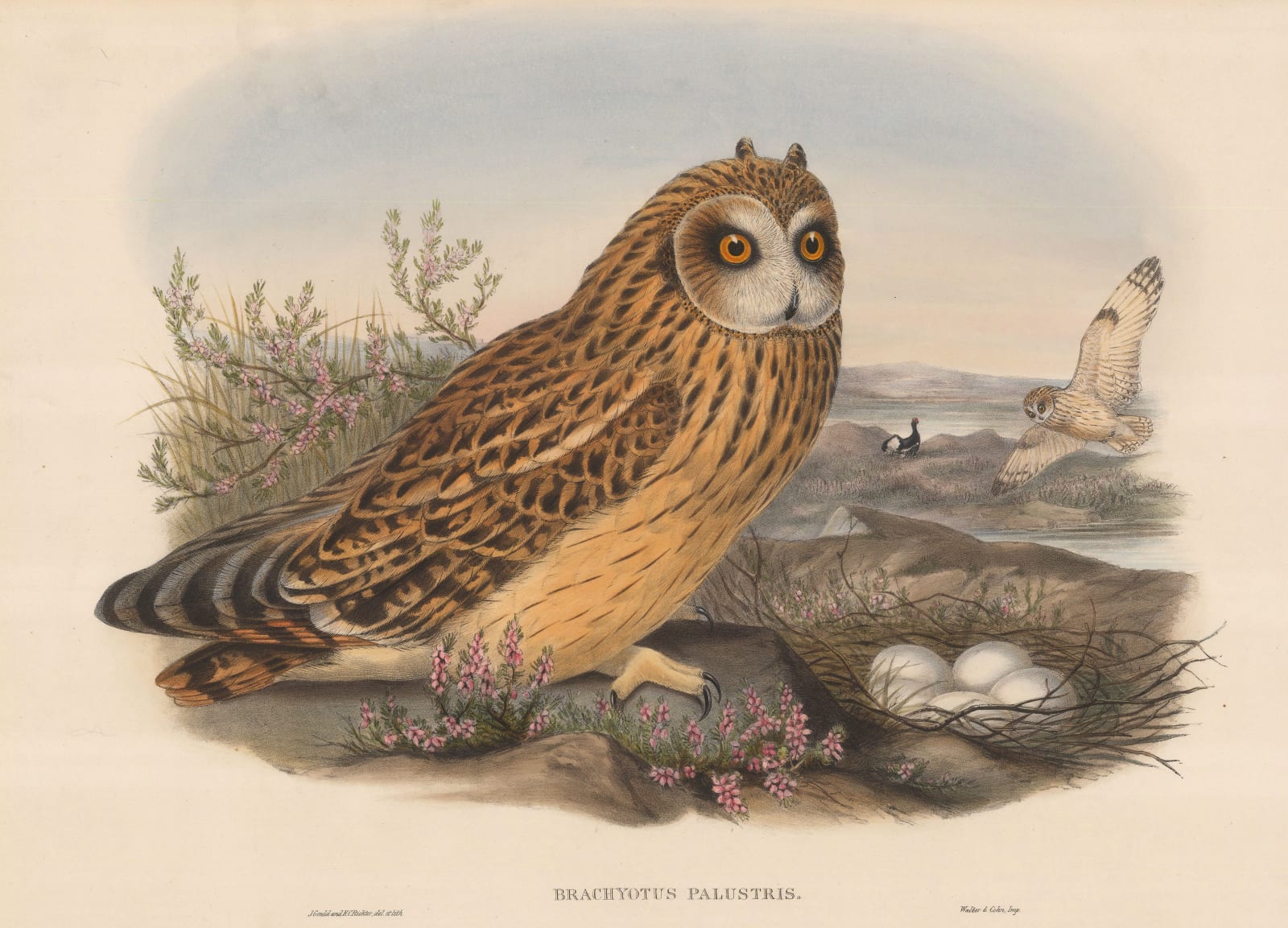 John Gould, Owl - Short-eared Owl, 1865 c.