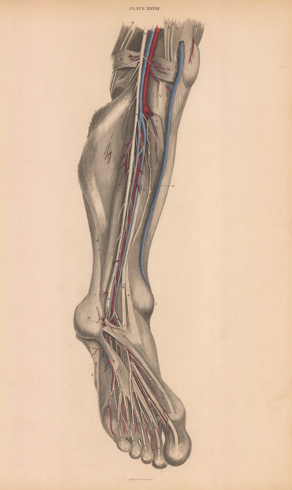 William Home Lizars, Anatomy - Calf, 1822 c.