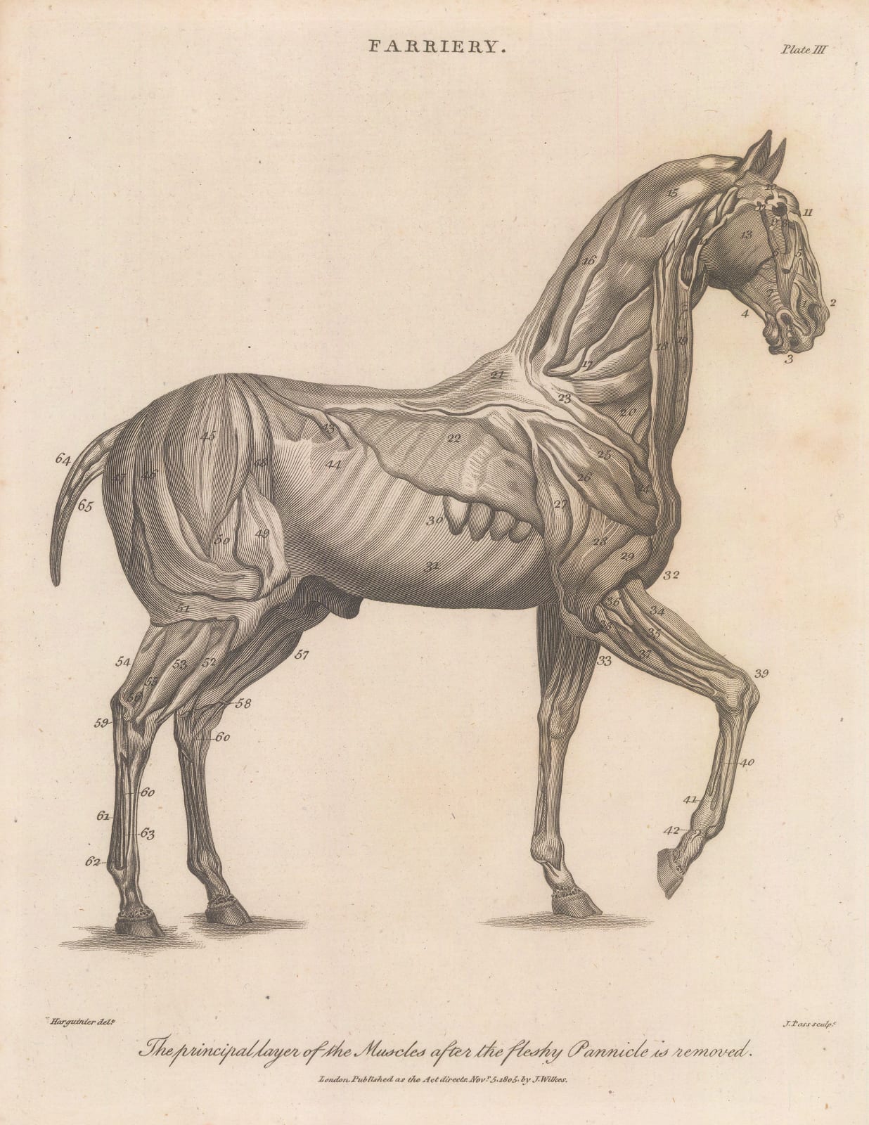 John Wilkes, Horses - Farriery, 1810