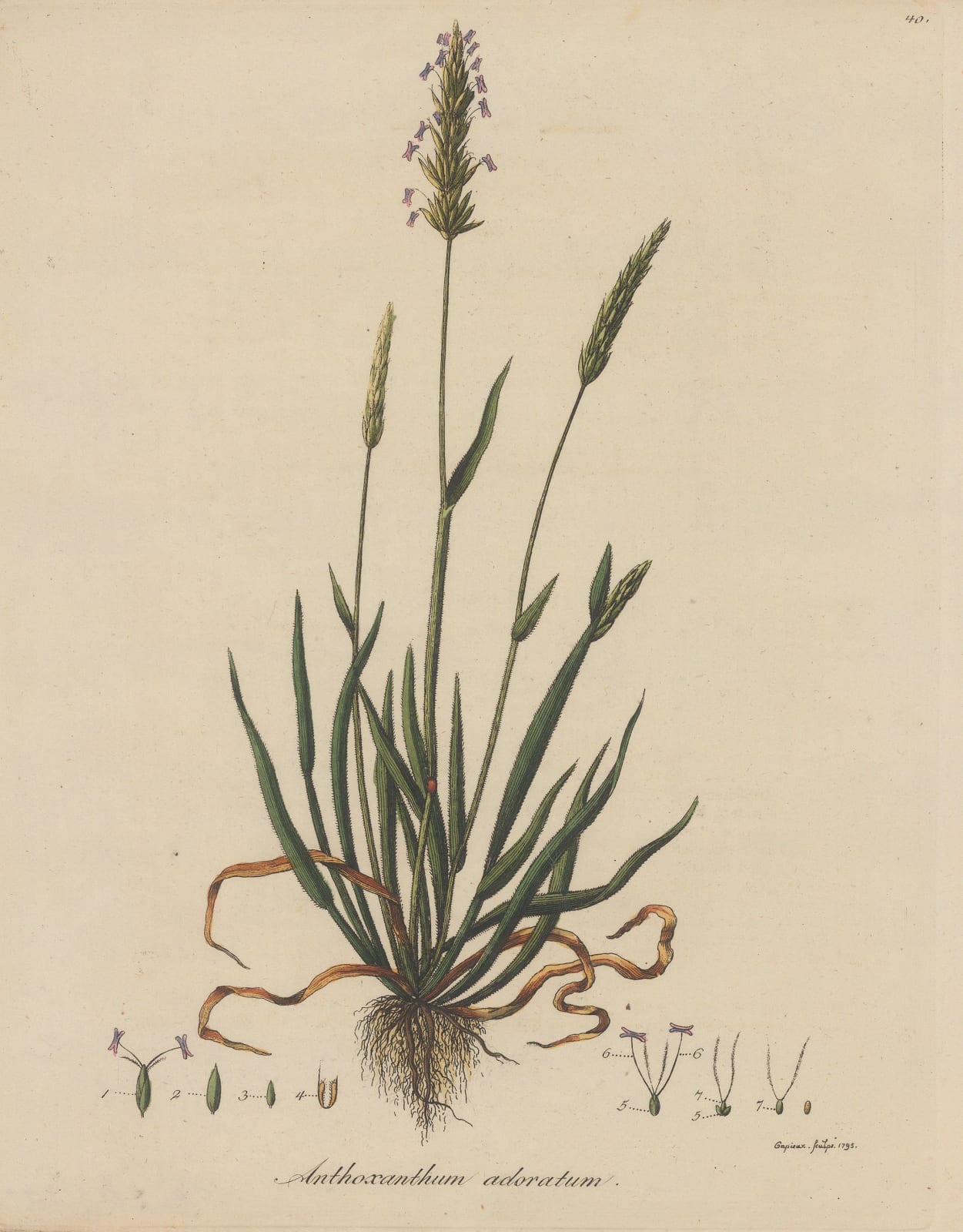 Friedrich Dreves, Sweet Vernal Grass, 1795
