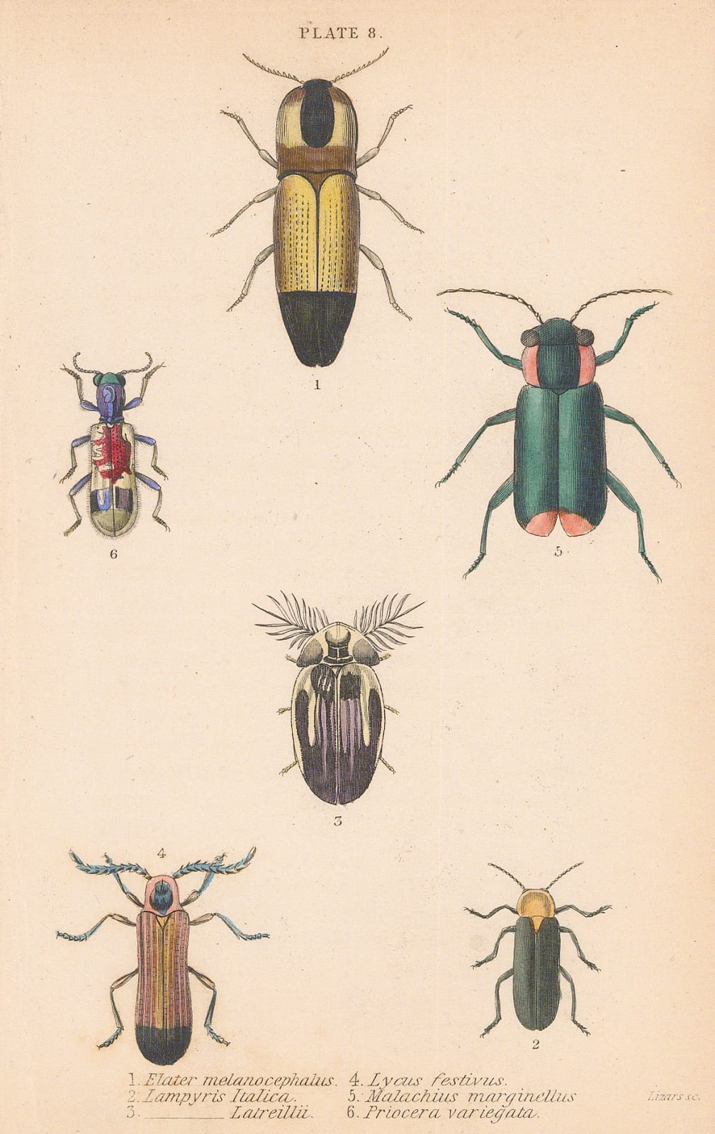 Sir William Jardine, Beetles - Click beetle, fireflies etc., 1843