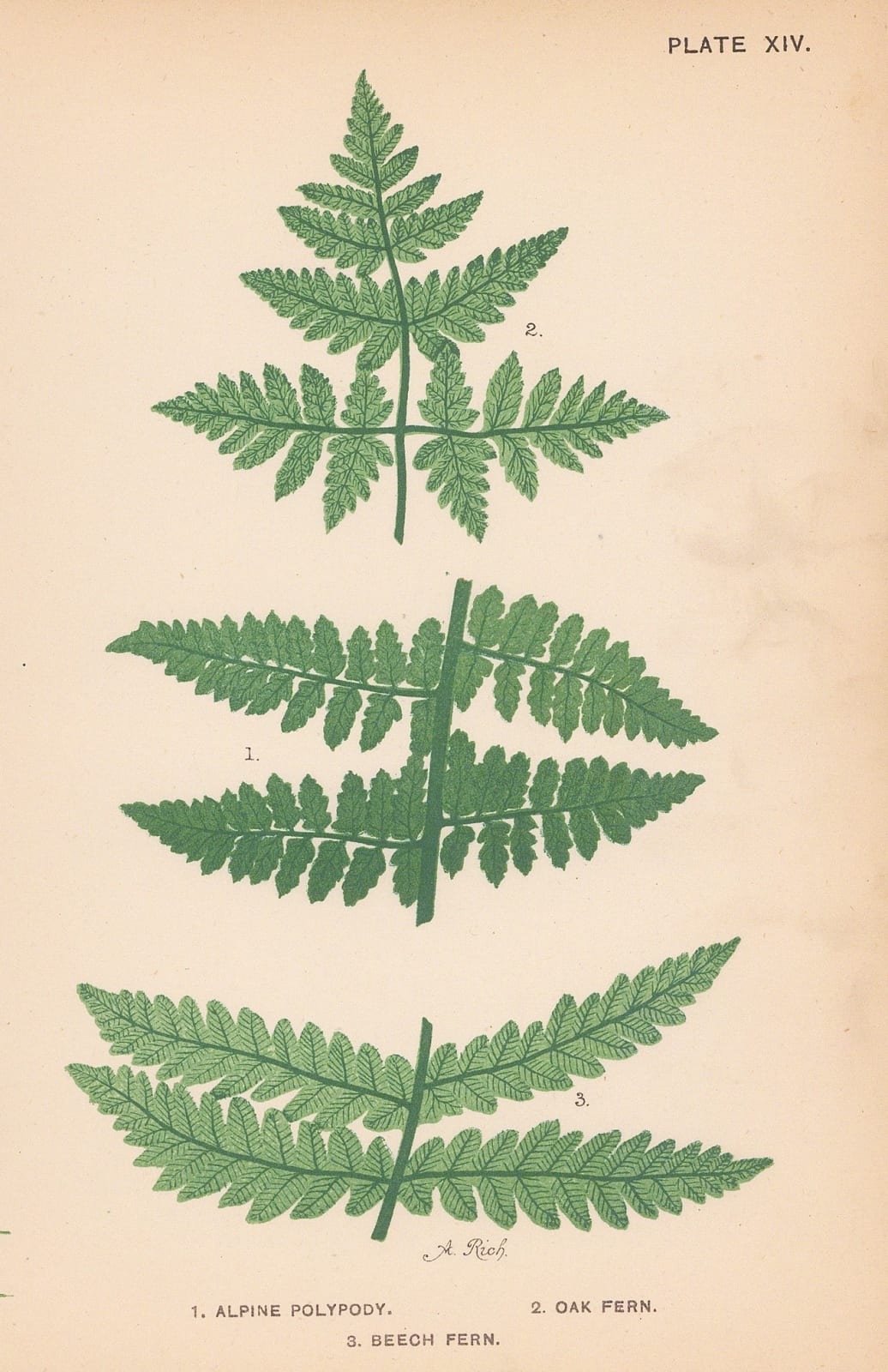 Phoebe Lankester, Ferns, 1890