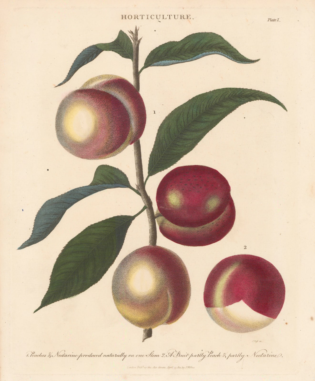 John Wilkes, Peach and Nectarine, 1810