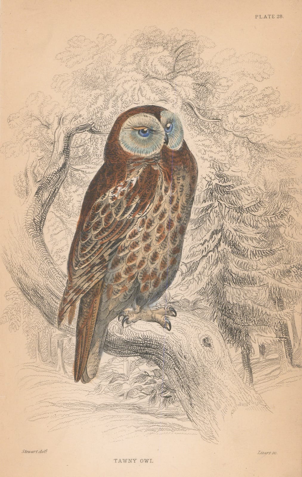 Sir William Jardine, Owl - Tawny Owl, 1838