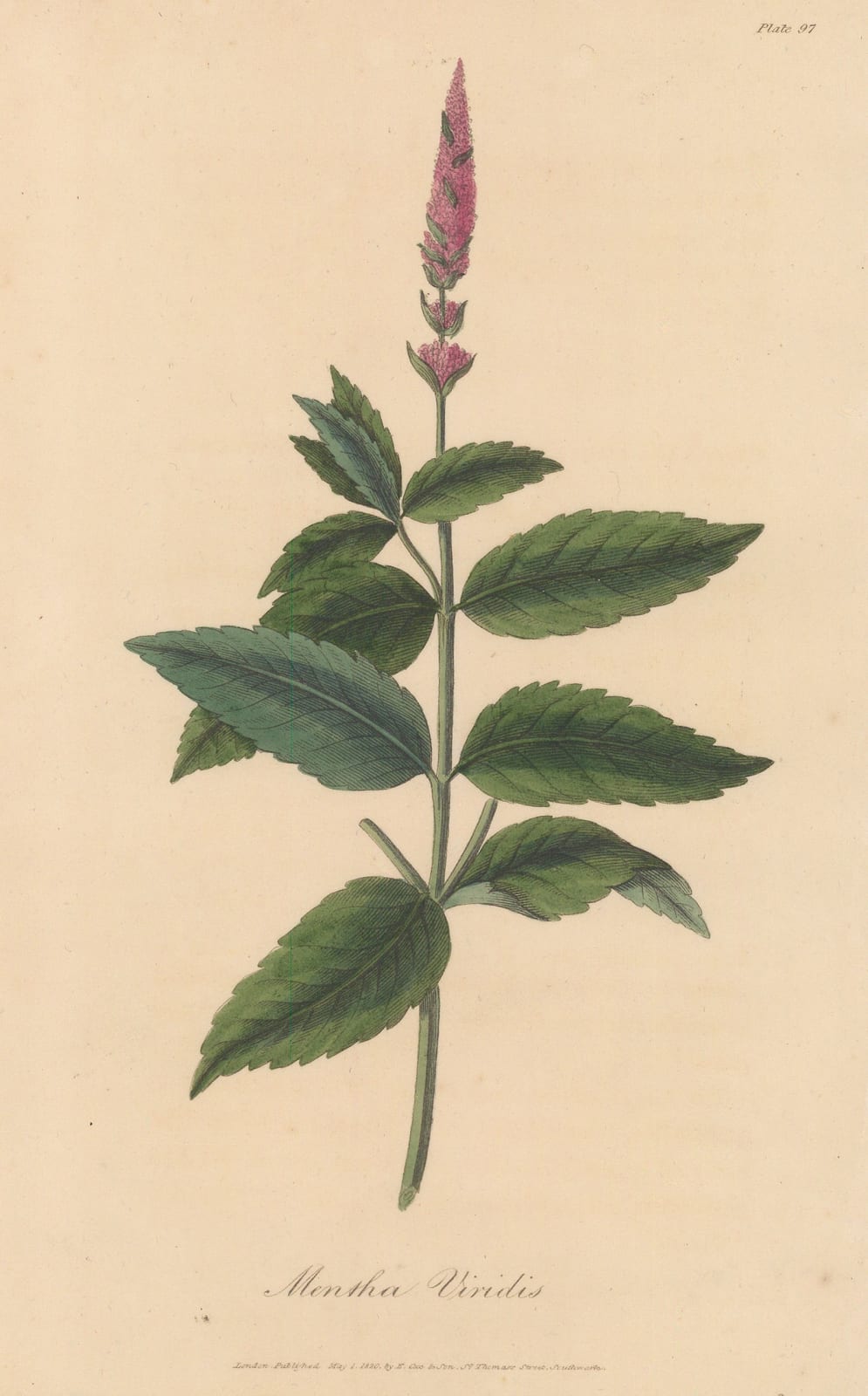 E. Cox & Son, Spearmint, 1821