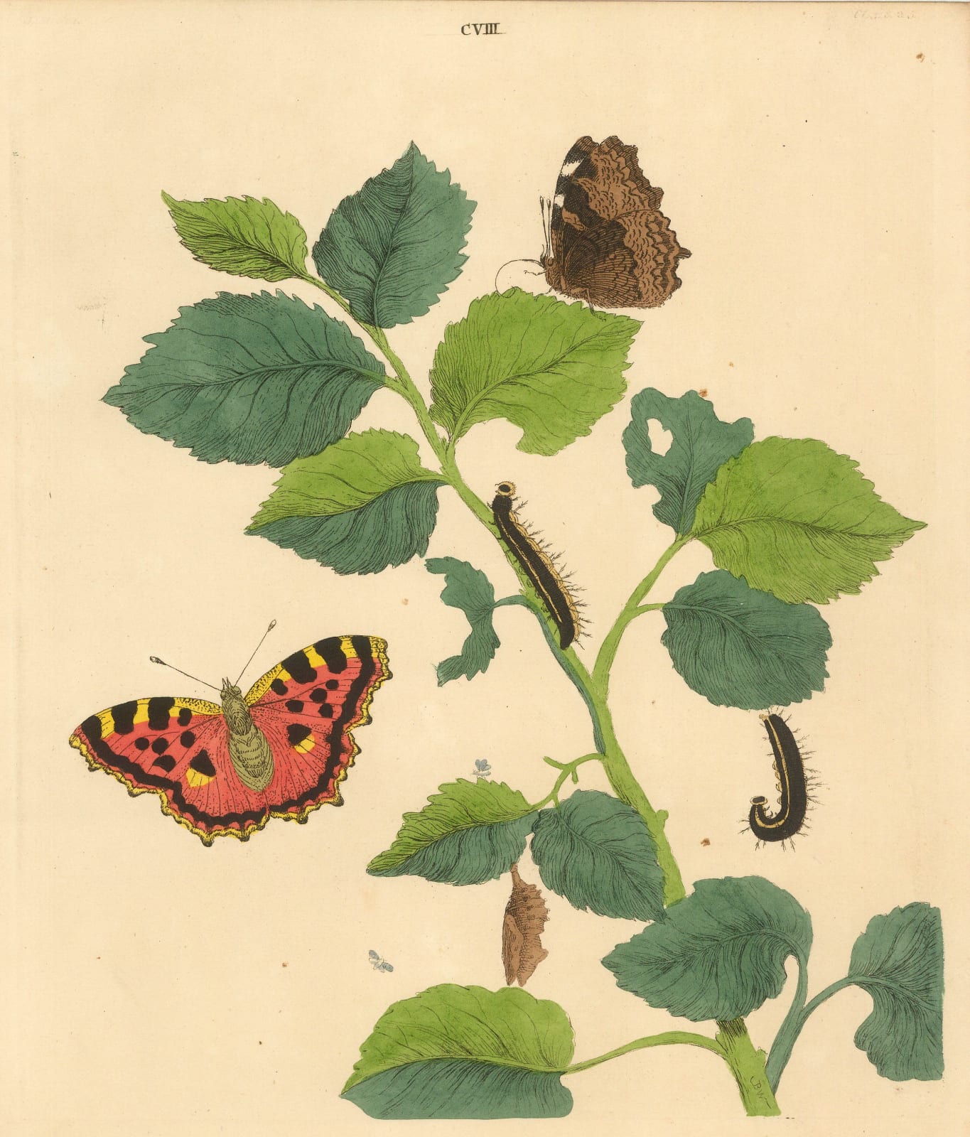 Benjamin Wilkes, Butterflies - Great Tortoise Shell Butterfly, 1773