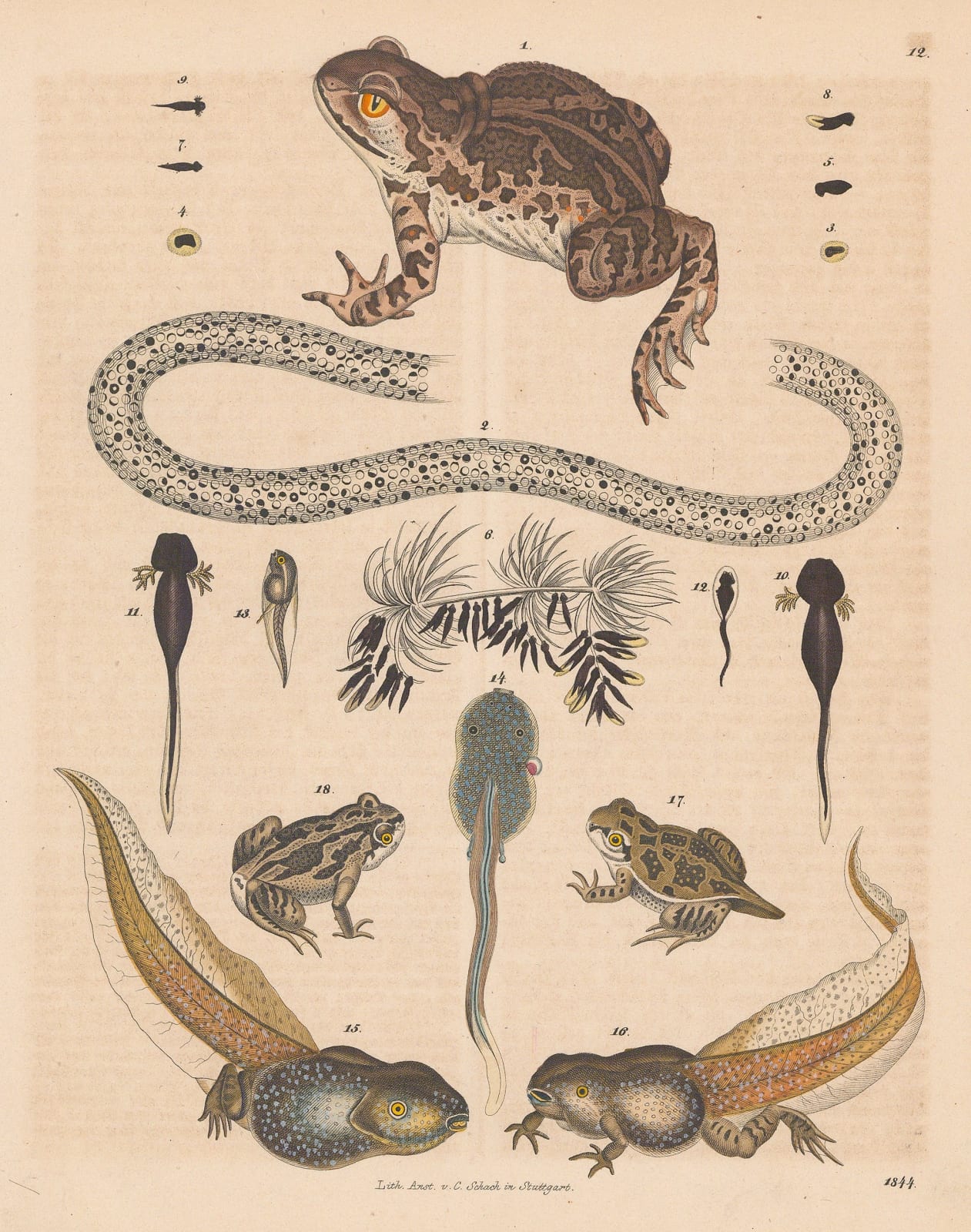 Carl Hoffmann, Toad - Garlic Toad, 1844