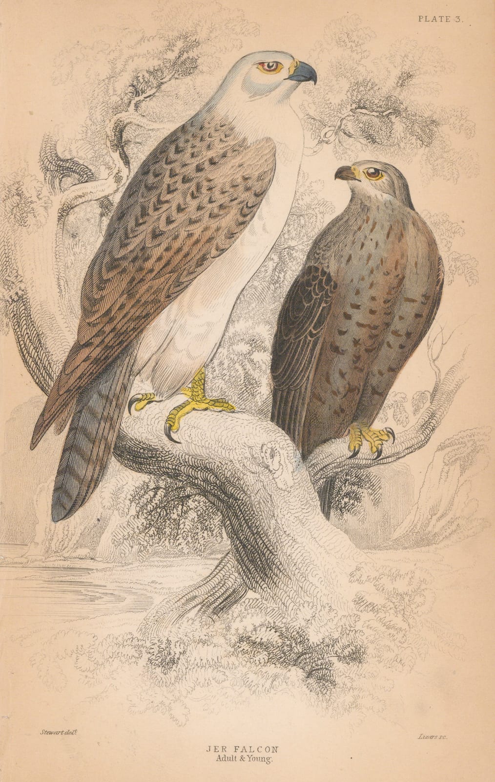 Sir William Jardine, Falcon - Iceland falcon, 1838