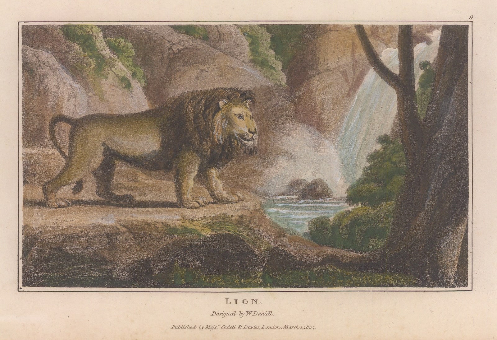 William Daniell, Lion, 1807