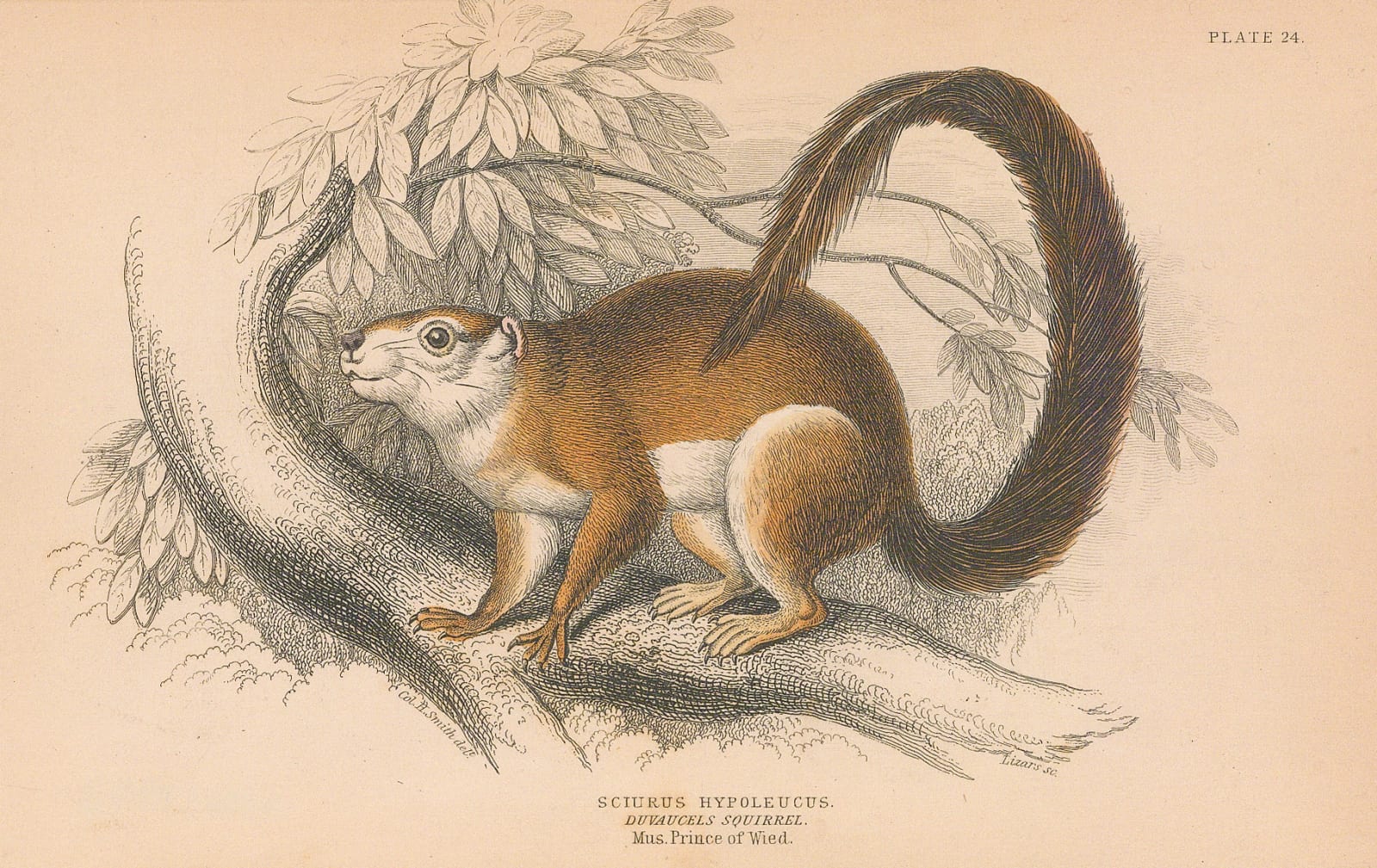 Sir William Jardine, Squirrel - Duvaucel's Squirrel, 1843