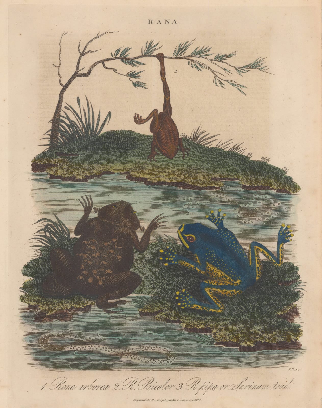 John Wilkes, Frogs, 1829