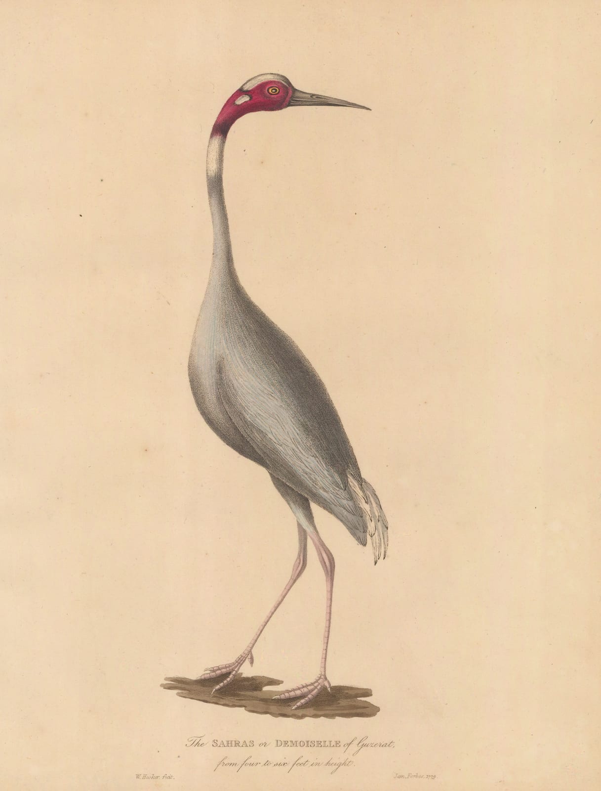 James Forbes, Crane - Sarus Crane, 1813