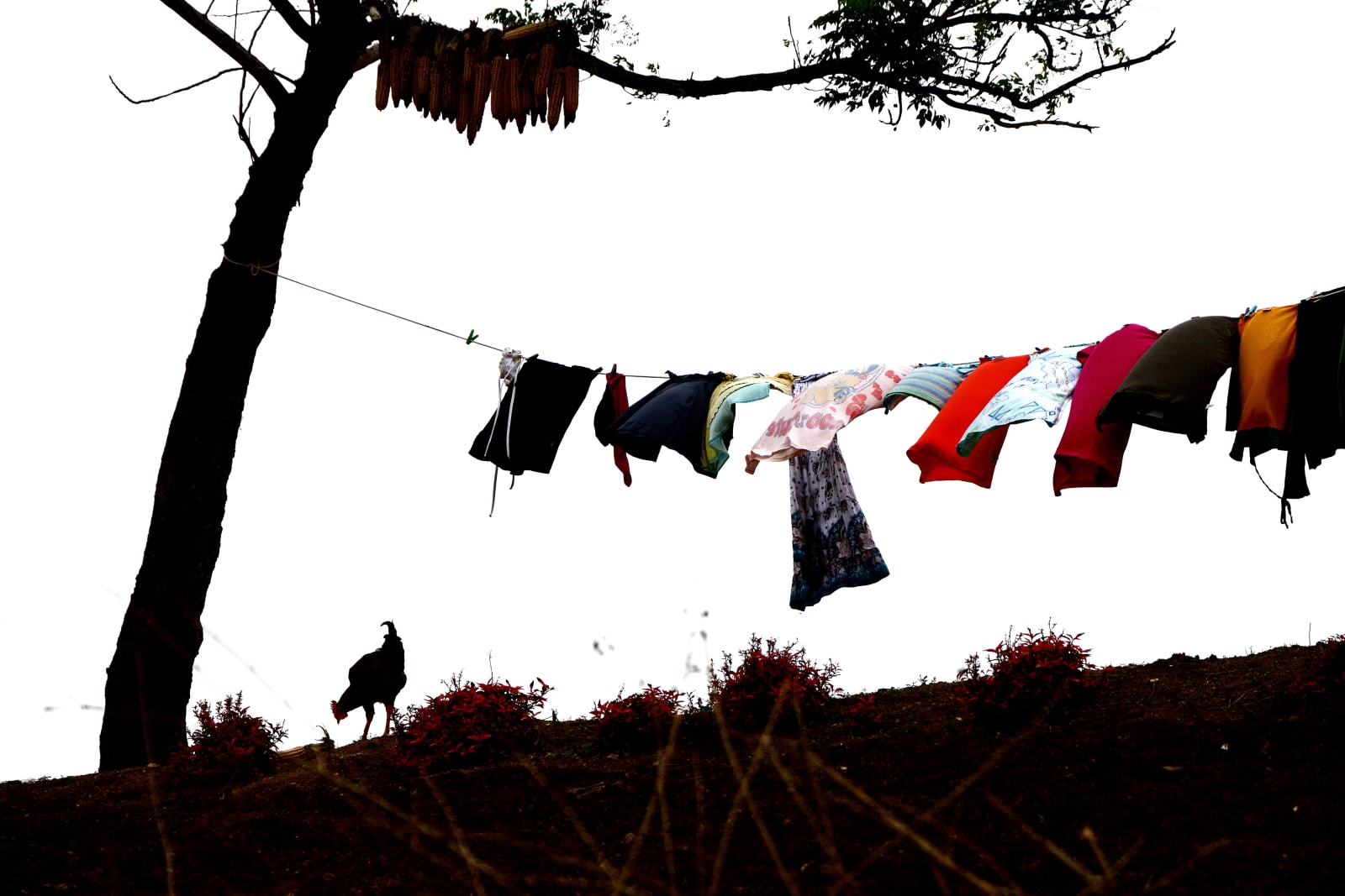 Clint Strydom, ARCHIVE _ Washing Line