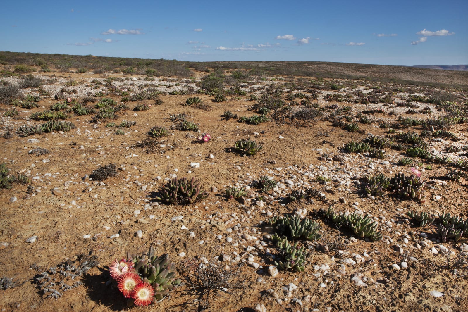 Paul Weinberg, Earthsongs, 2019 - 2021