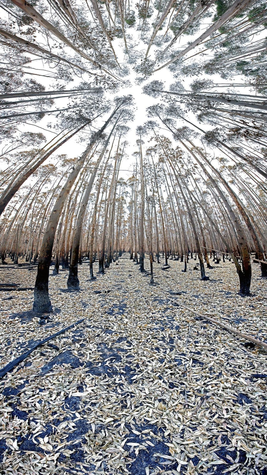 Clint Strydom, ARCHIVE _ Burnt Gum Forest, 2019