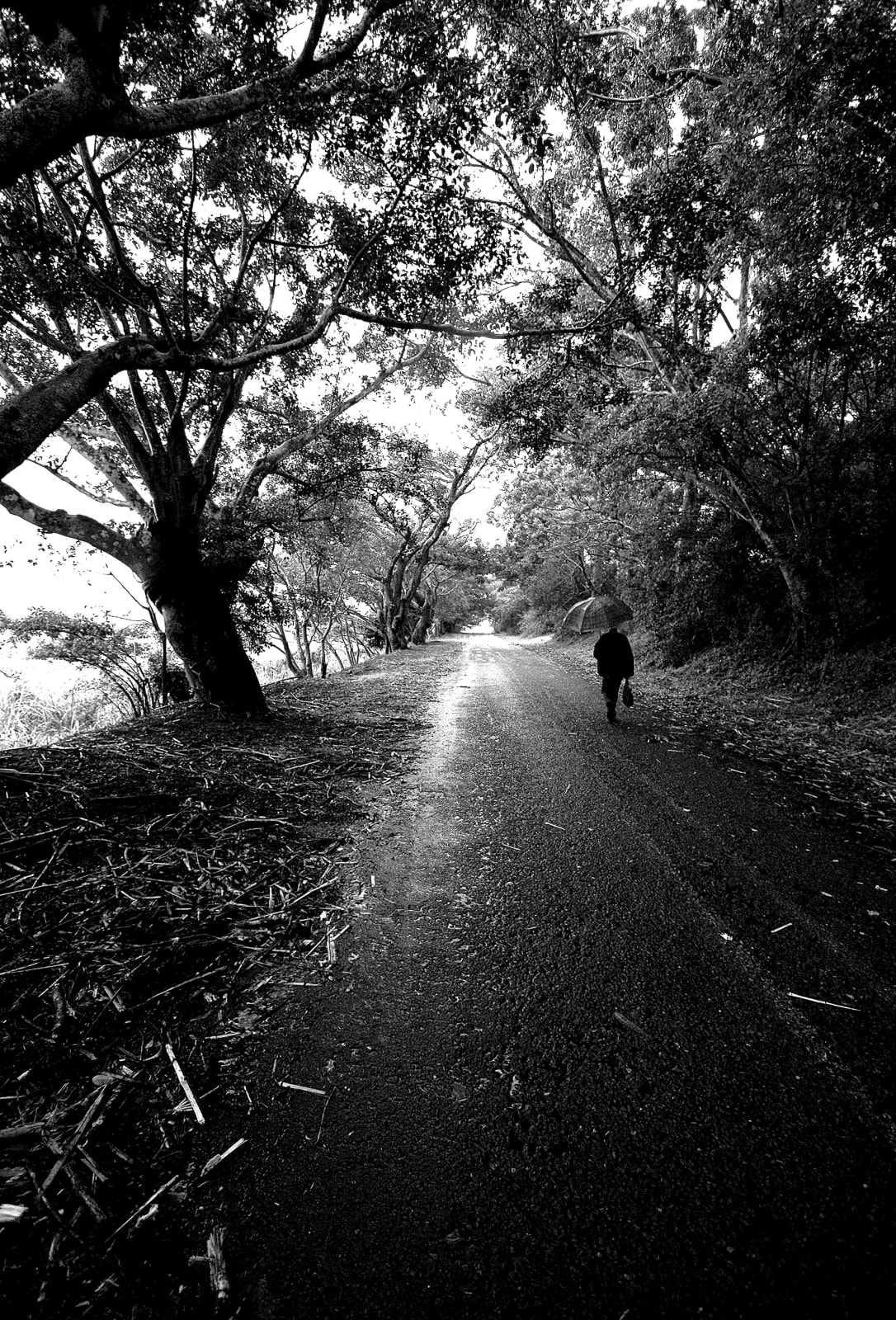 Clint Strydom, ARCHIVE _ Summer rain