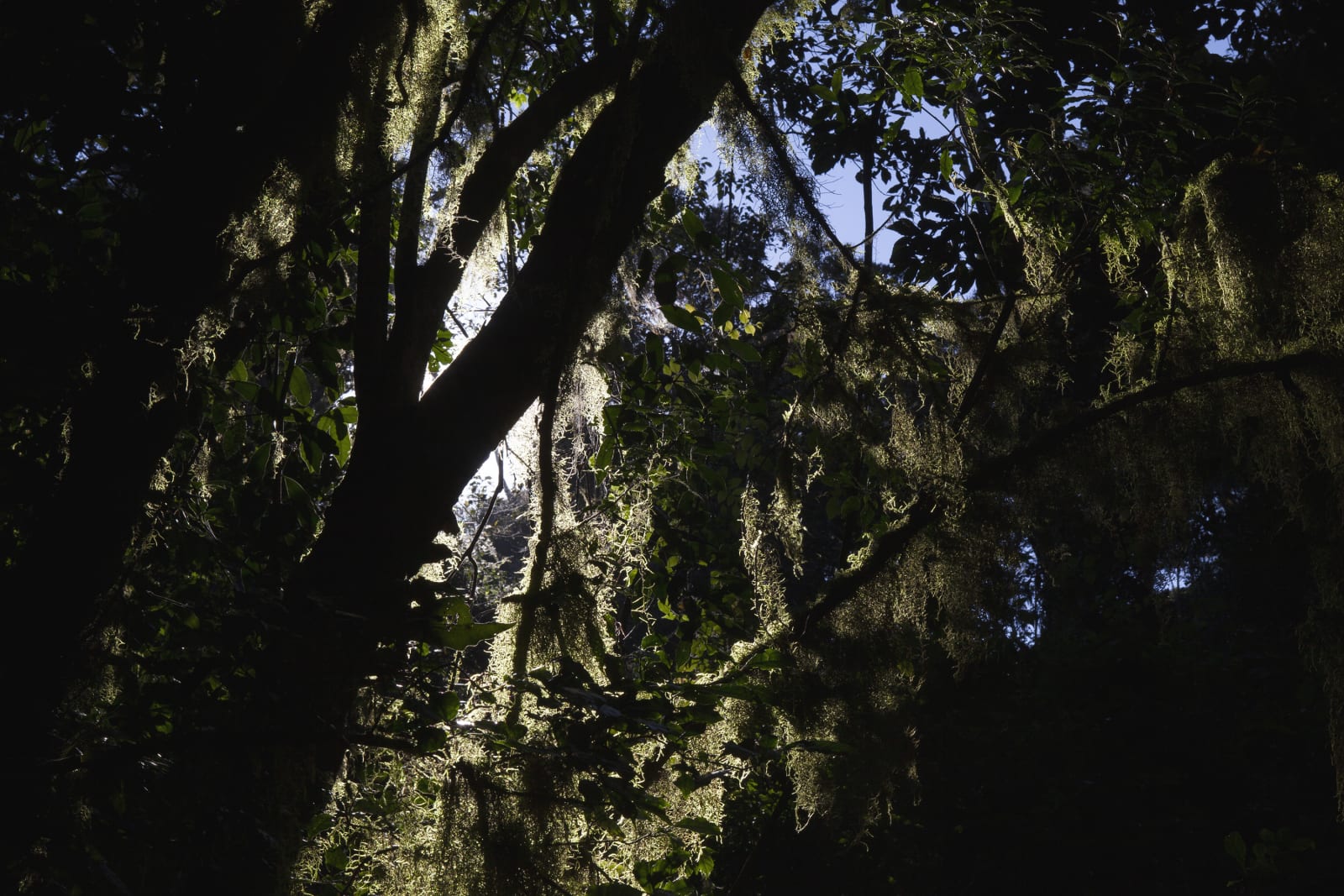 Paul Weinberg, Earthsongs, 2019 - 2021